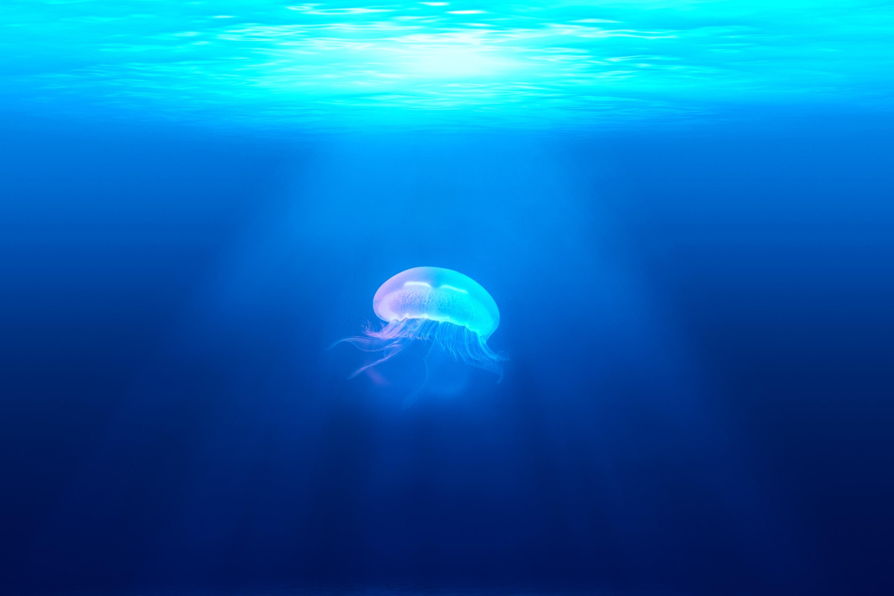 3000x2000 3000x2000 wallpaper hd, amazing wallpaper, HD background, jellyfish, pretty background, marine, wallpaper, desktop background, desktop background, animal wallpaper, sea, glowing, underwater, light, desktop wallpaper, ocean, water