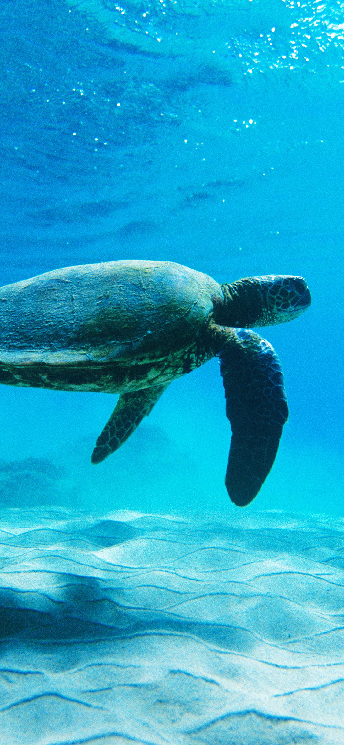 1125x2436 iPhoneXpapers sea ocean animal