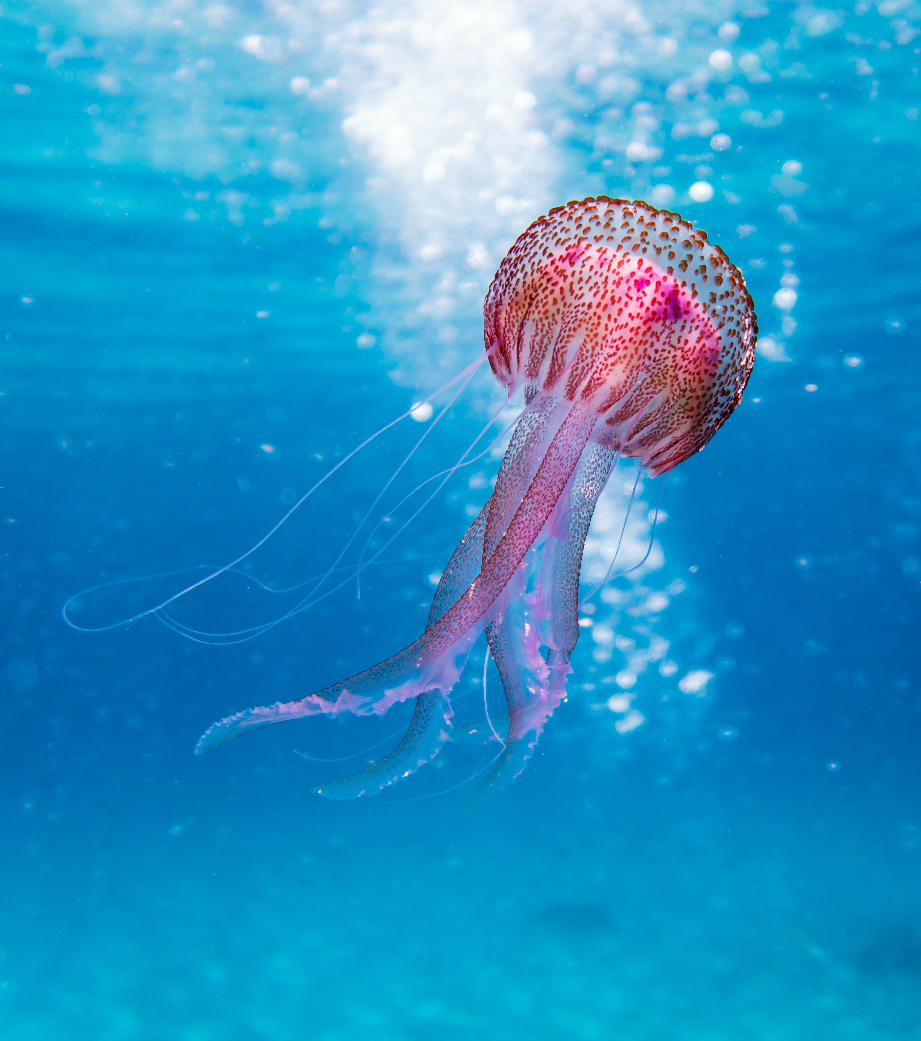 3230x3648 Underwater Photo, Download The BEST Free Underwater & HD Image