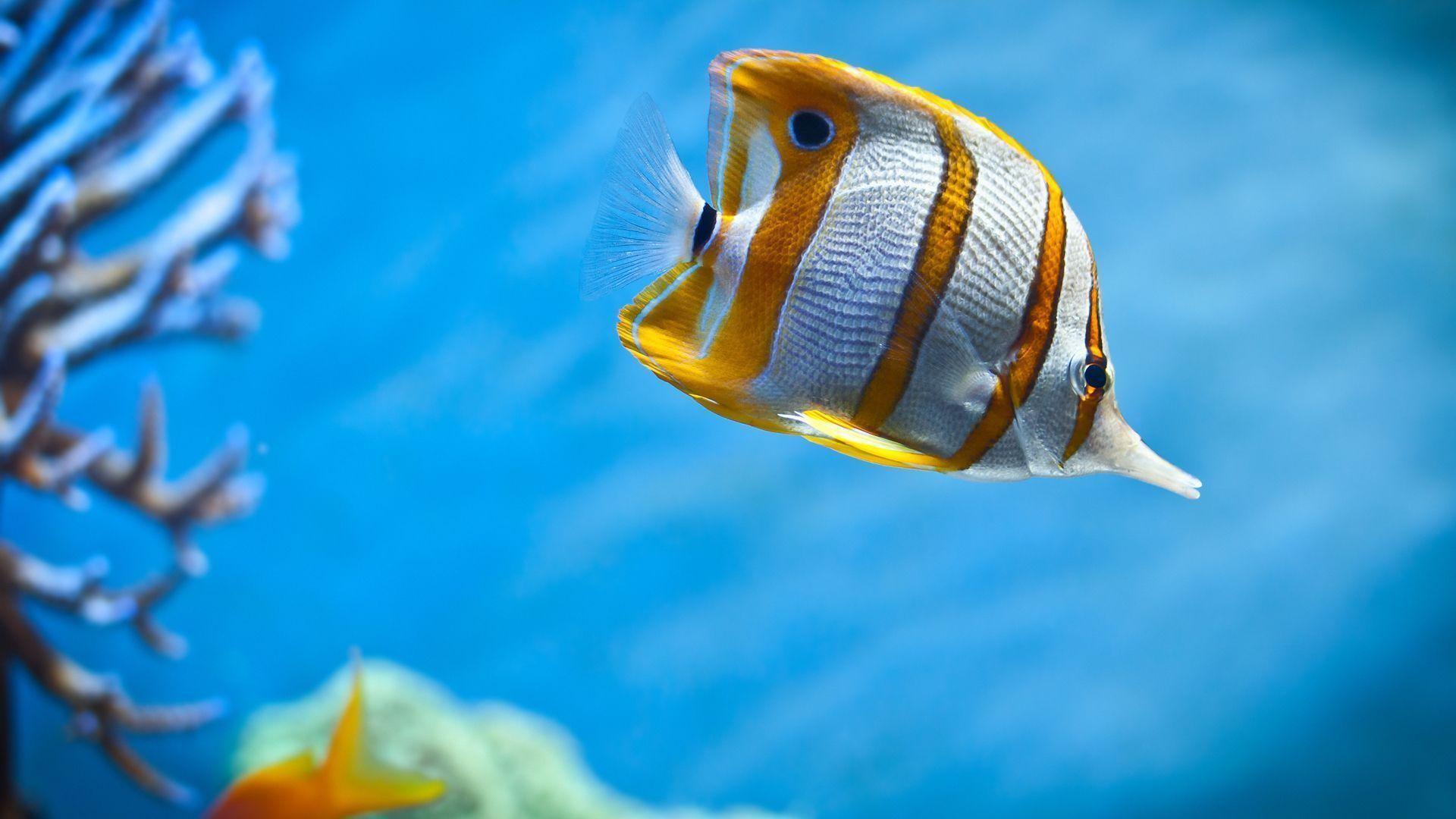 1920x1080 Sea Creatures Wallpaper