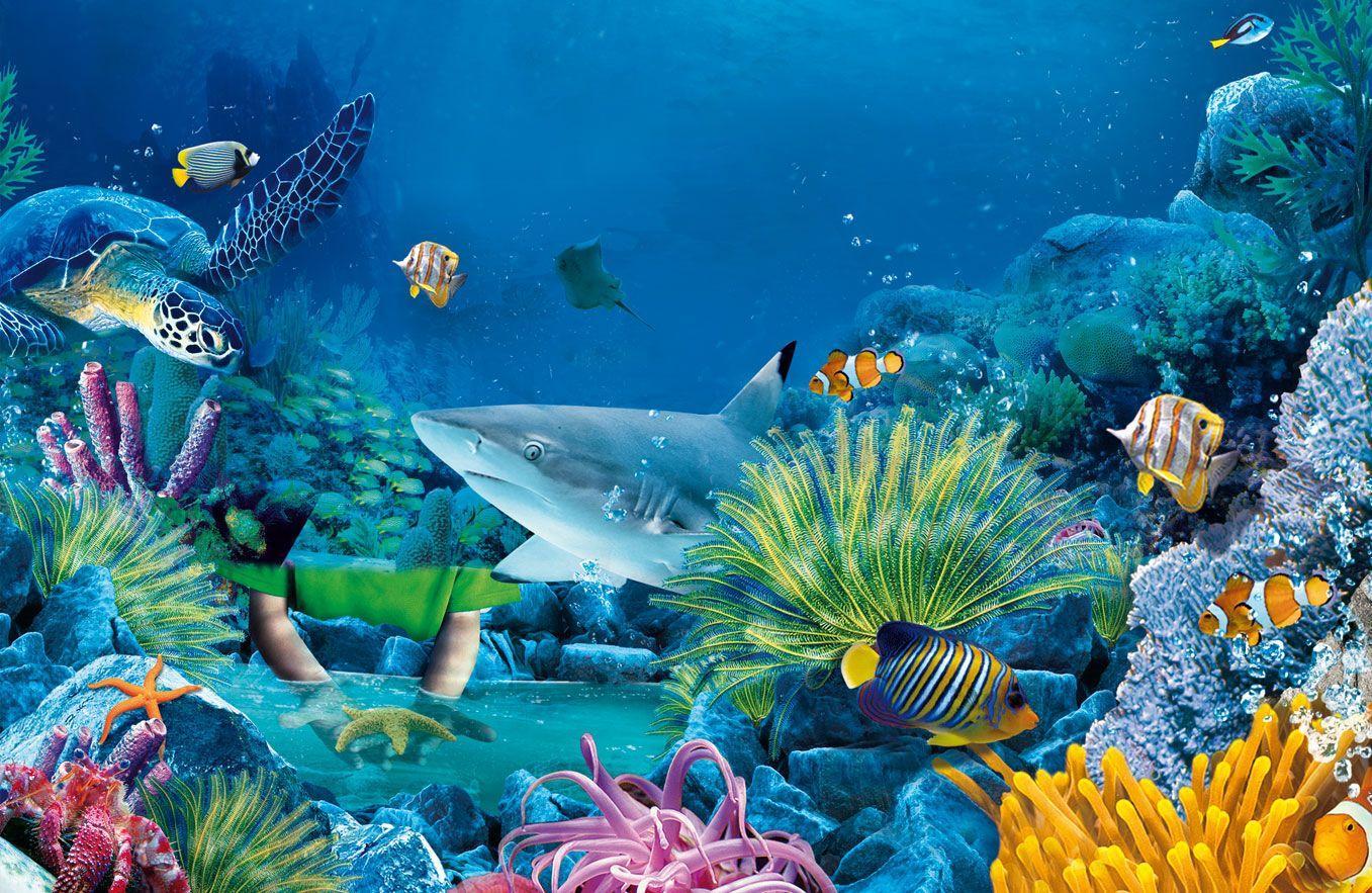 1357x883 Sea Life HD Wallpaper