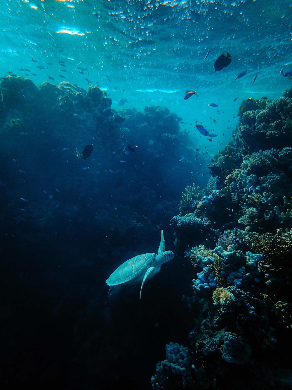 1000x1333 Underwater Image. Download Free Image