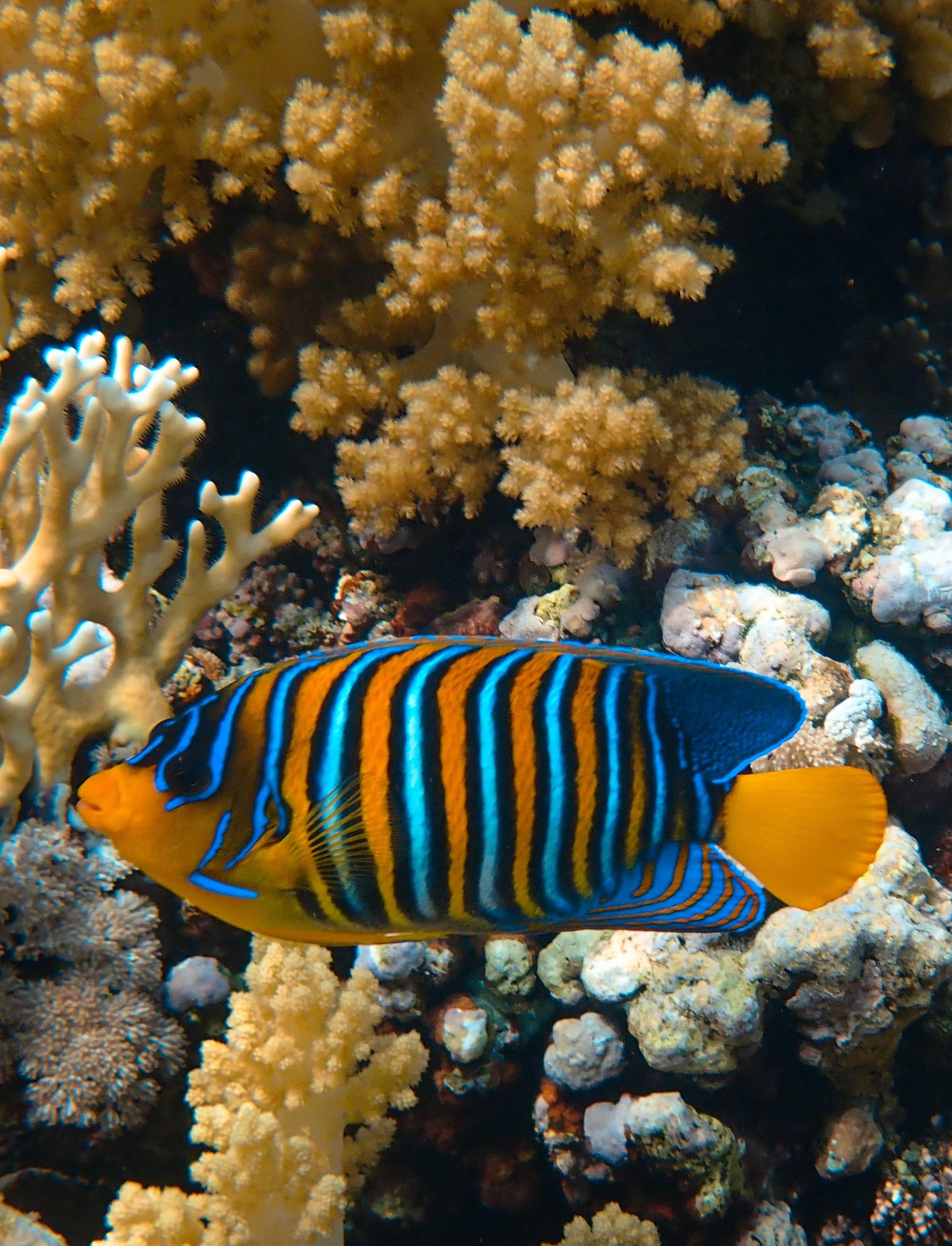 2292x2999 Sea Animal Photo, Download The BEST Free Sea Animal & HD Image