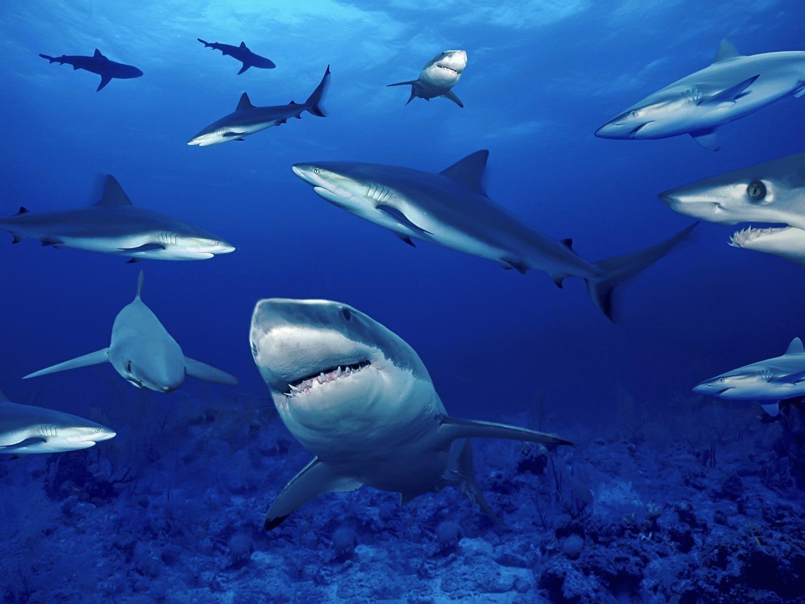 1600x1200 Sea Predators Wallpaper