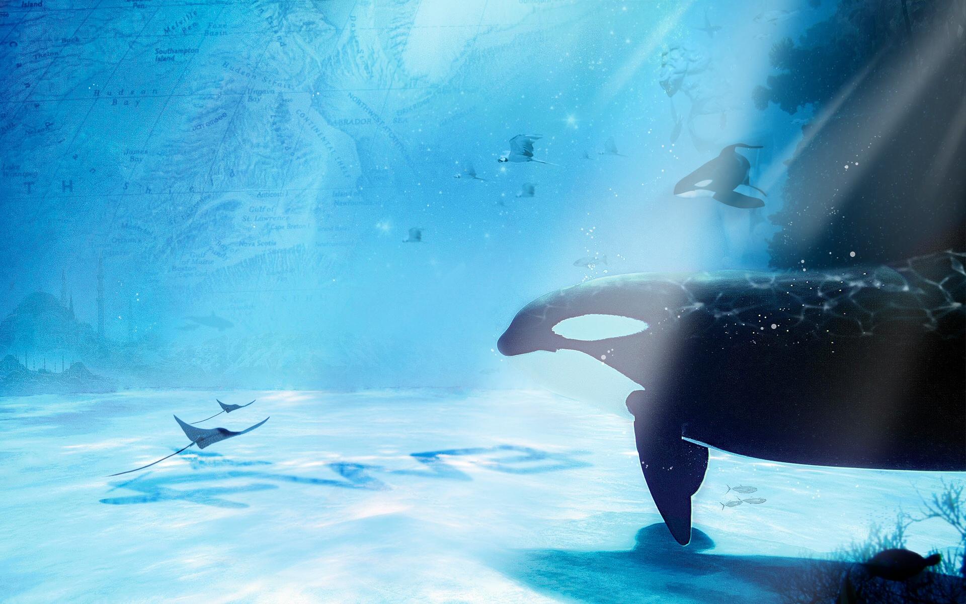 1920x1200 animals, Whales, Underwater, Sea, Ocean, Manta, Sting, Ray, Sealife, Art, Cg, Digital, Sunlight Wallpaper HD / Desktop and Mobile Background