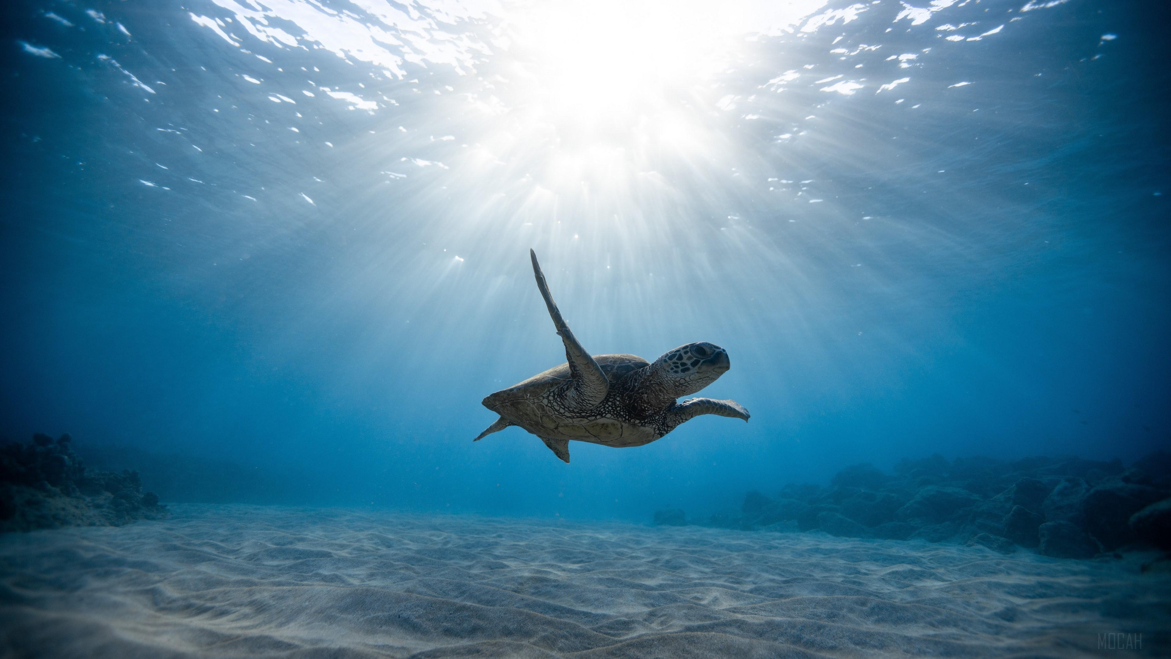 3840x2160 Sea Life, Sunbeam, Turtle, Underwater 4k Gallery HD Wallpaper