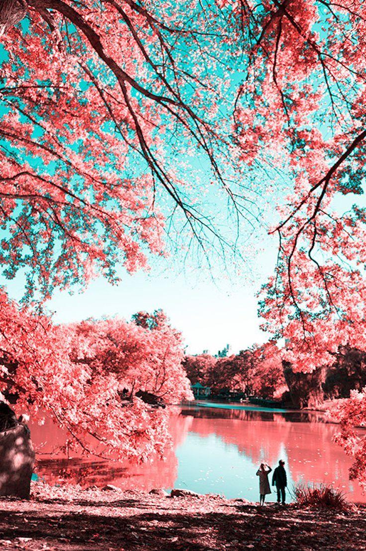736x1106 Infrared Photography Transforms Central Park into Surreal Wonderland. Nature photography, Infrared photography, Landscape photography