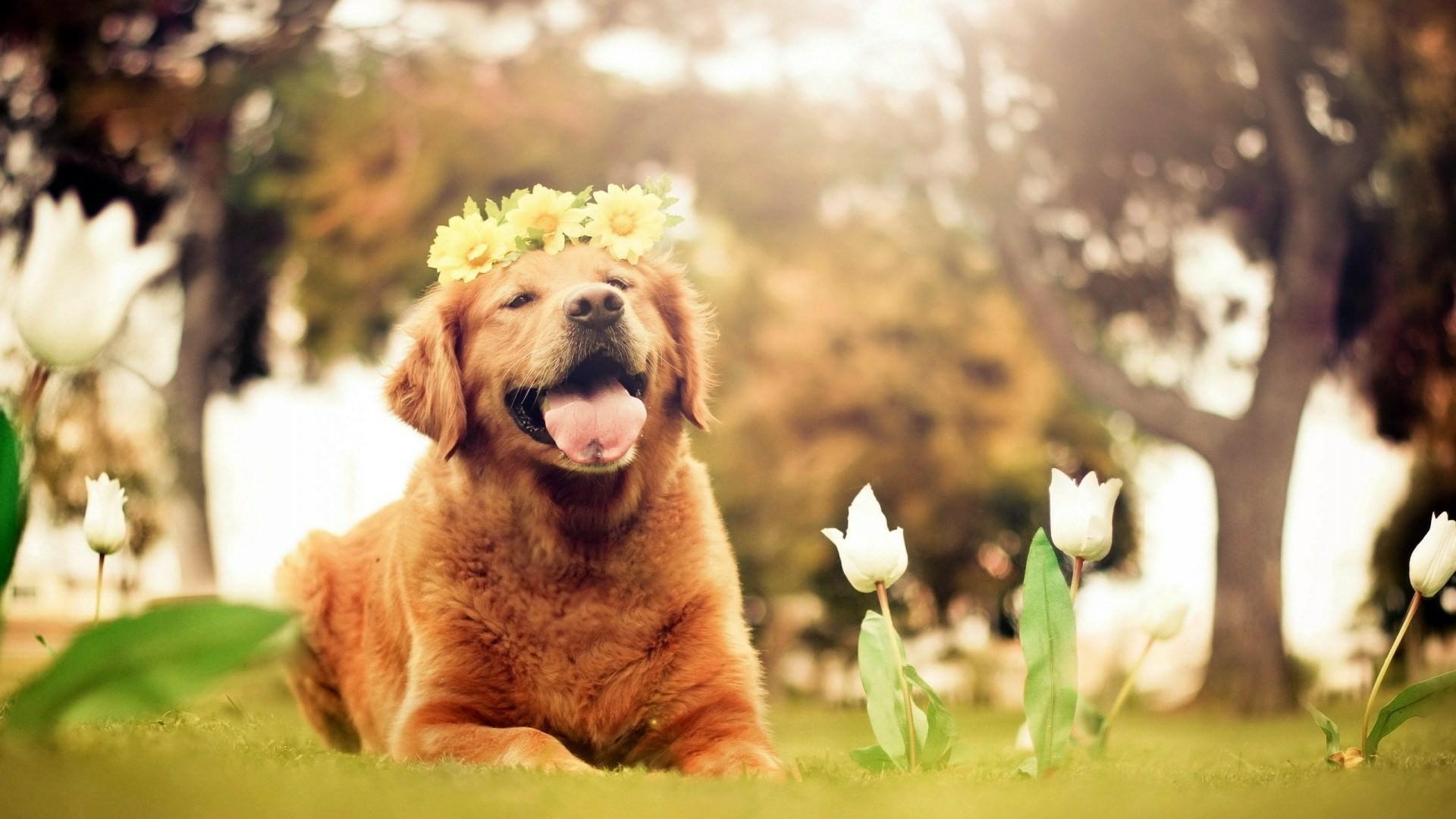 1920x1080 Dog Desktop Background