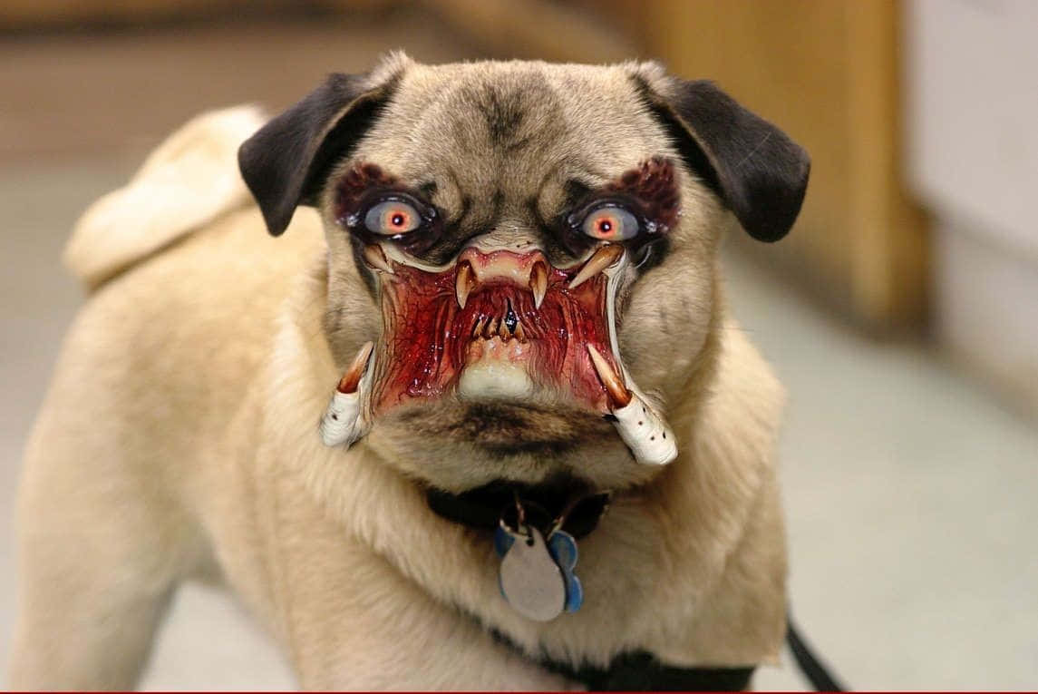 1145x765 Download Funny Dog Wallpaper