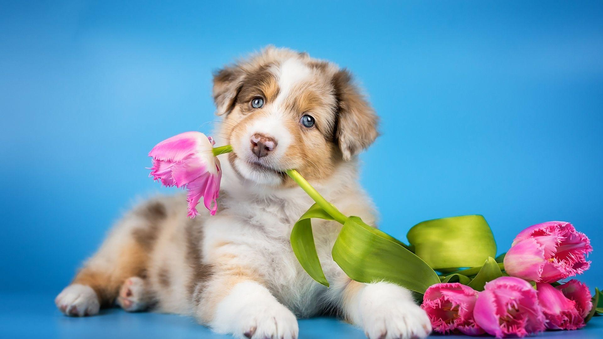 1920x1080 Desktop Wallpaper Cute Dog, Puppy Playing With Flowers, Adorable, HD Image, Picture, Background, F38876