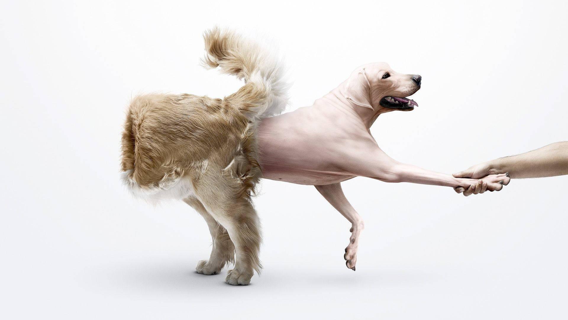 1920x1080 Download HD Funny Dog Wallpaper