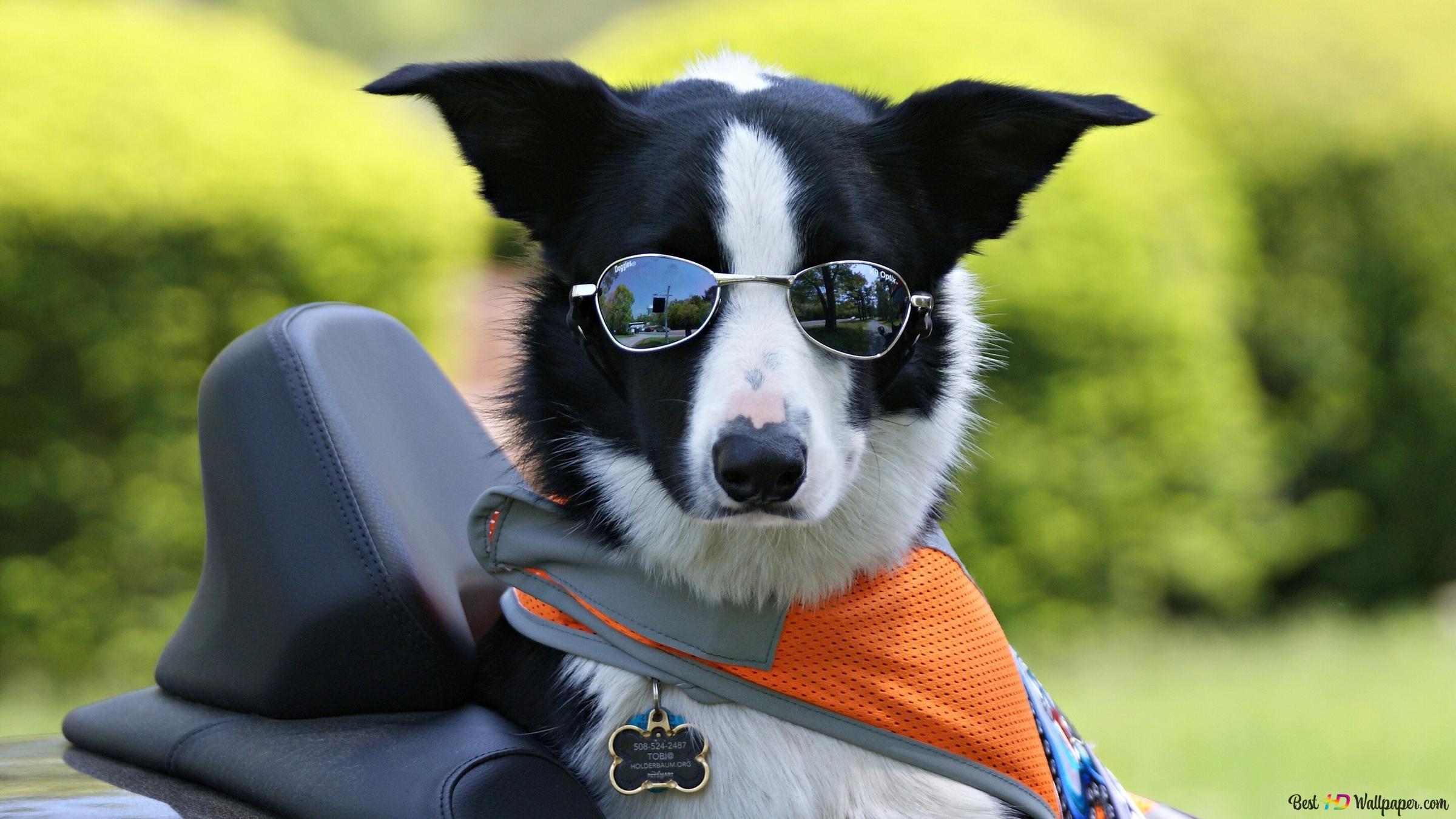 2400x1350 Pet Dog 2K wallpaper download