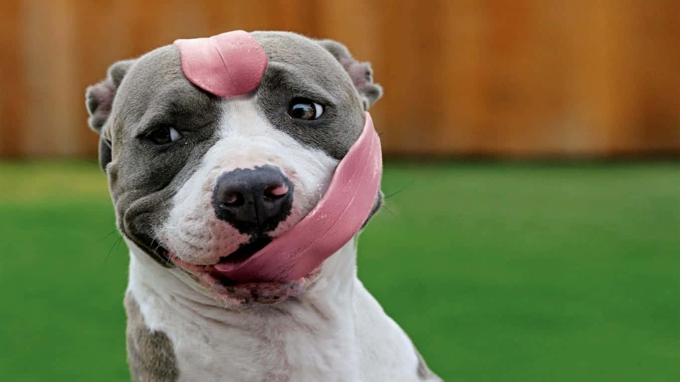 1366x768 Download Funny Dog Wallpaper