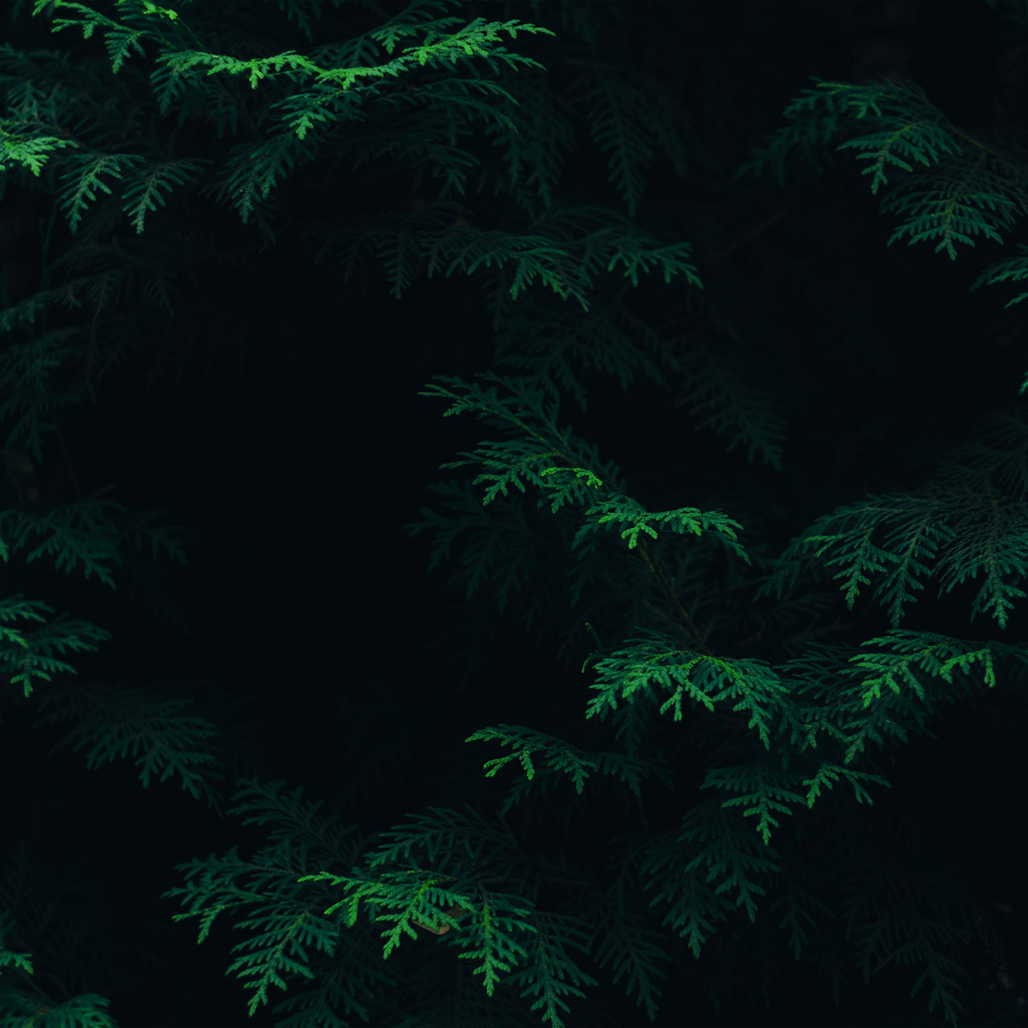 2048x2048 Android wallpaper. tree leaf green pattern nature dark