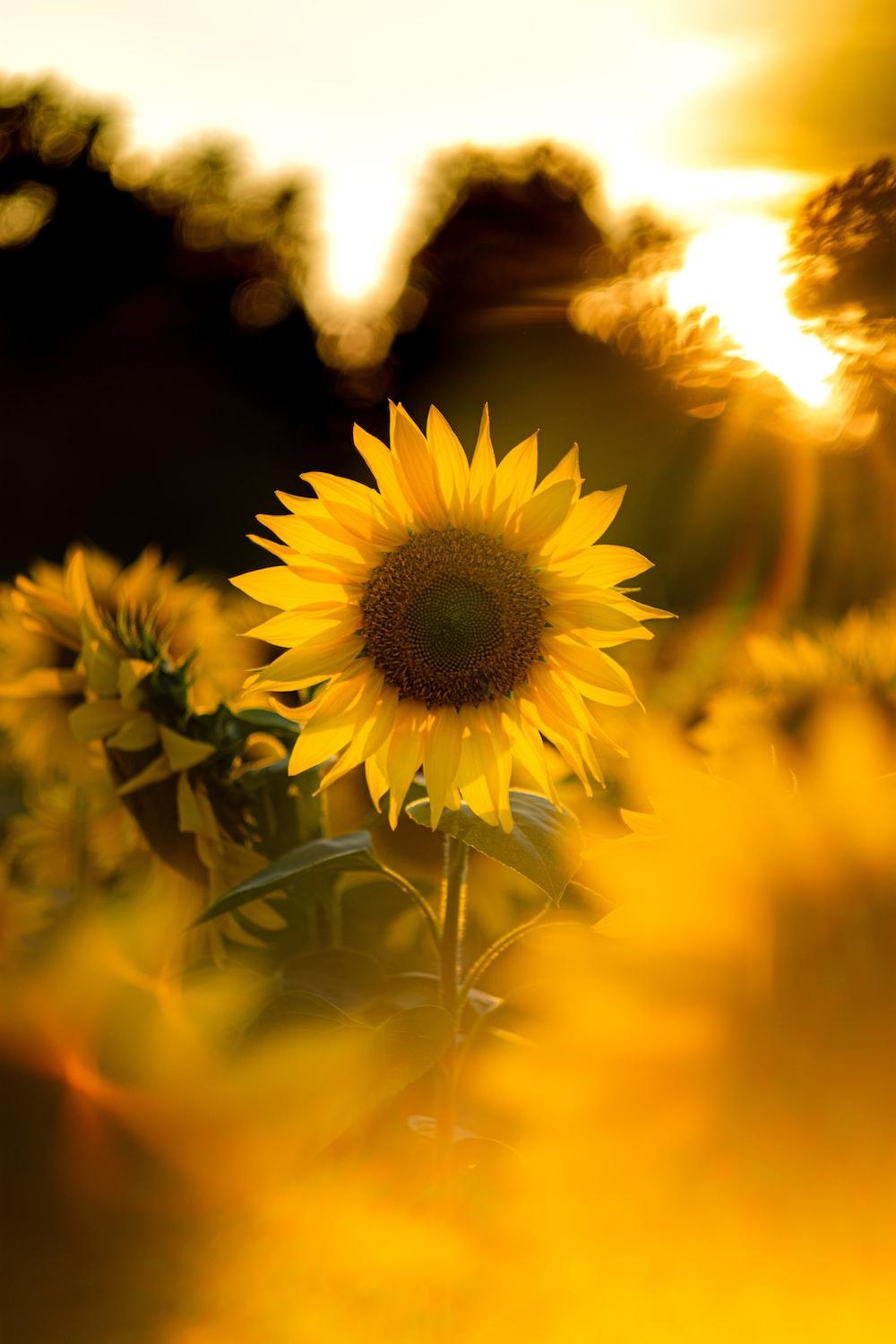 1000x1500 blooming yellow sunflower during sunrise photo