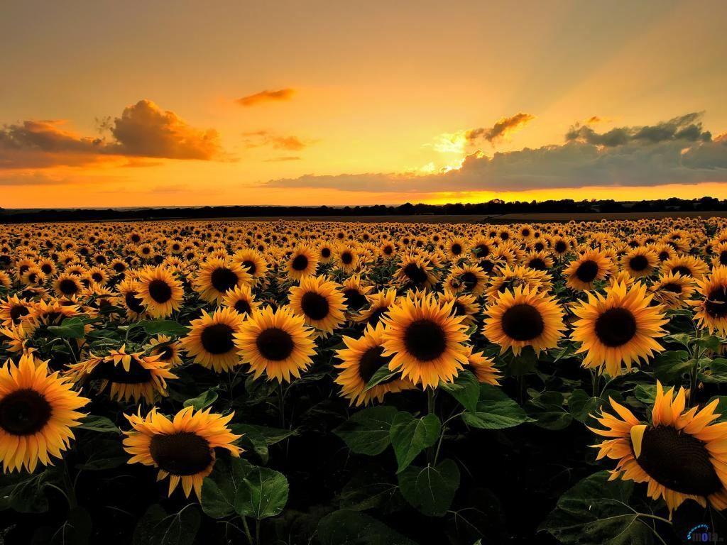 1024x768 Sunrise in a sunflower field