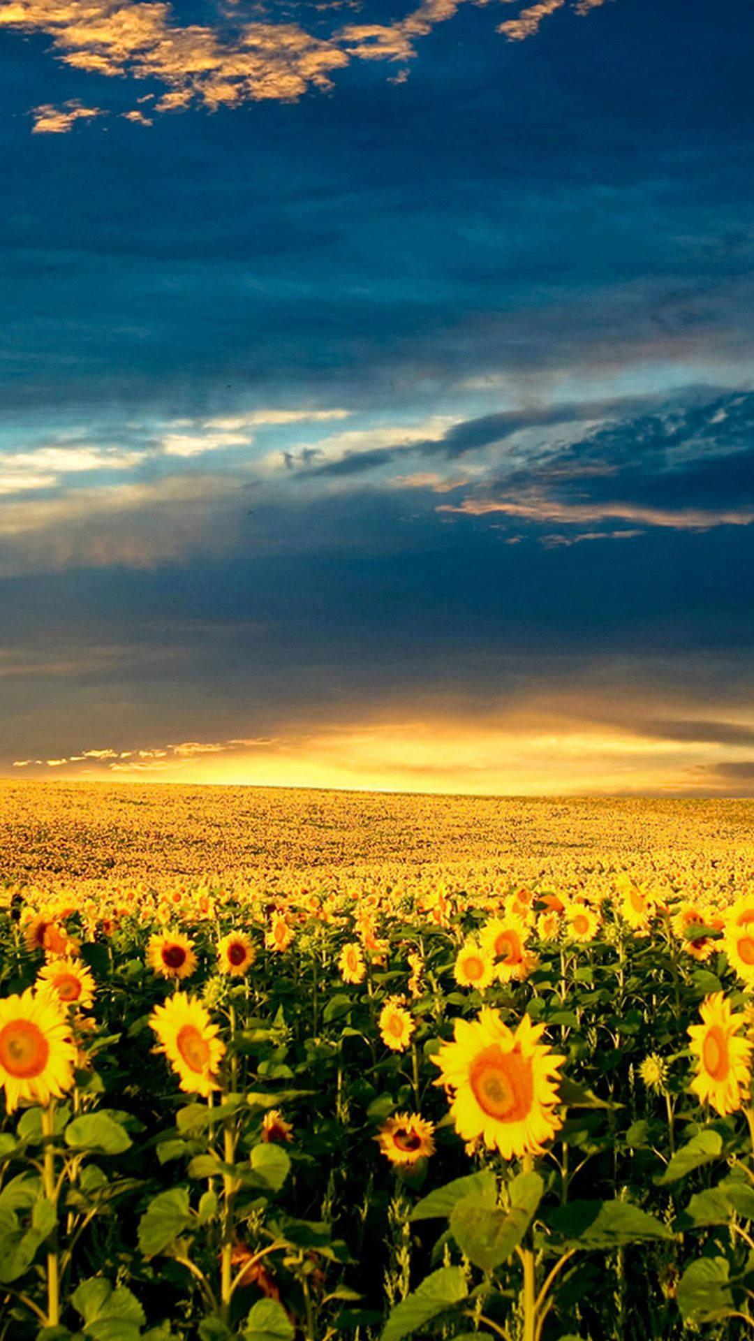 1080x1920 Download Sunrise Over Sunflower iPhone Wallpaper