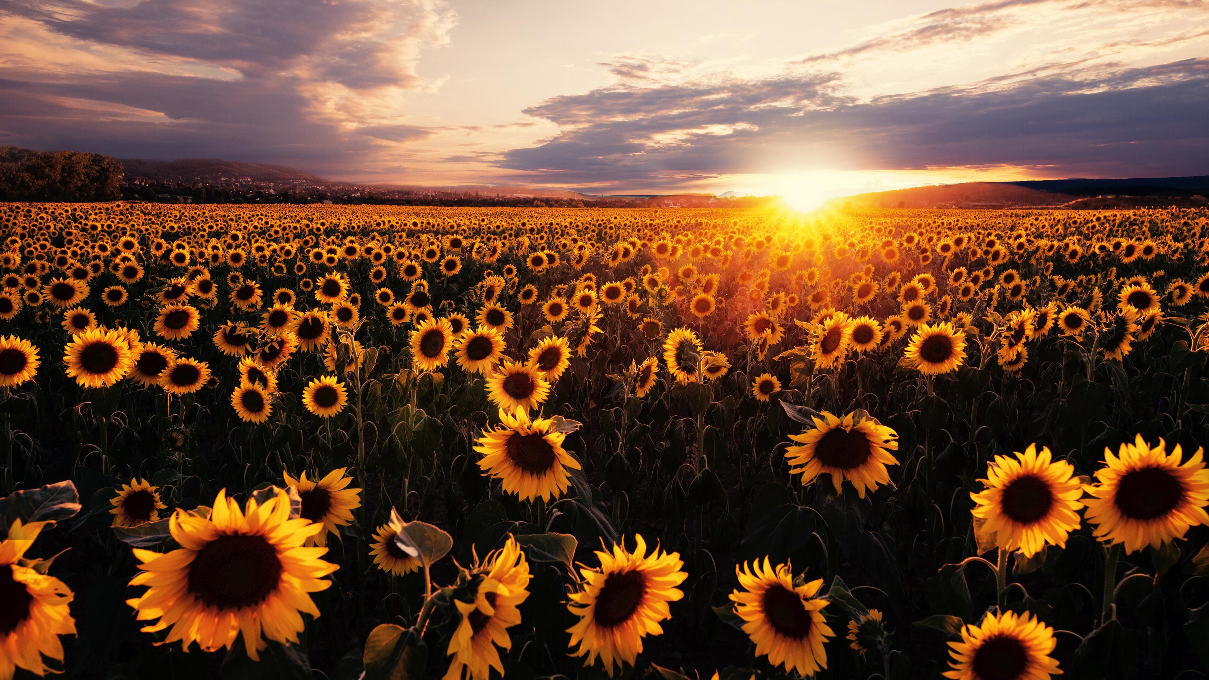 Sunflower Sunrise Wallpapers - Top Free Sunflower Sunrise Backgrounds ...