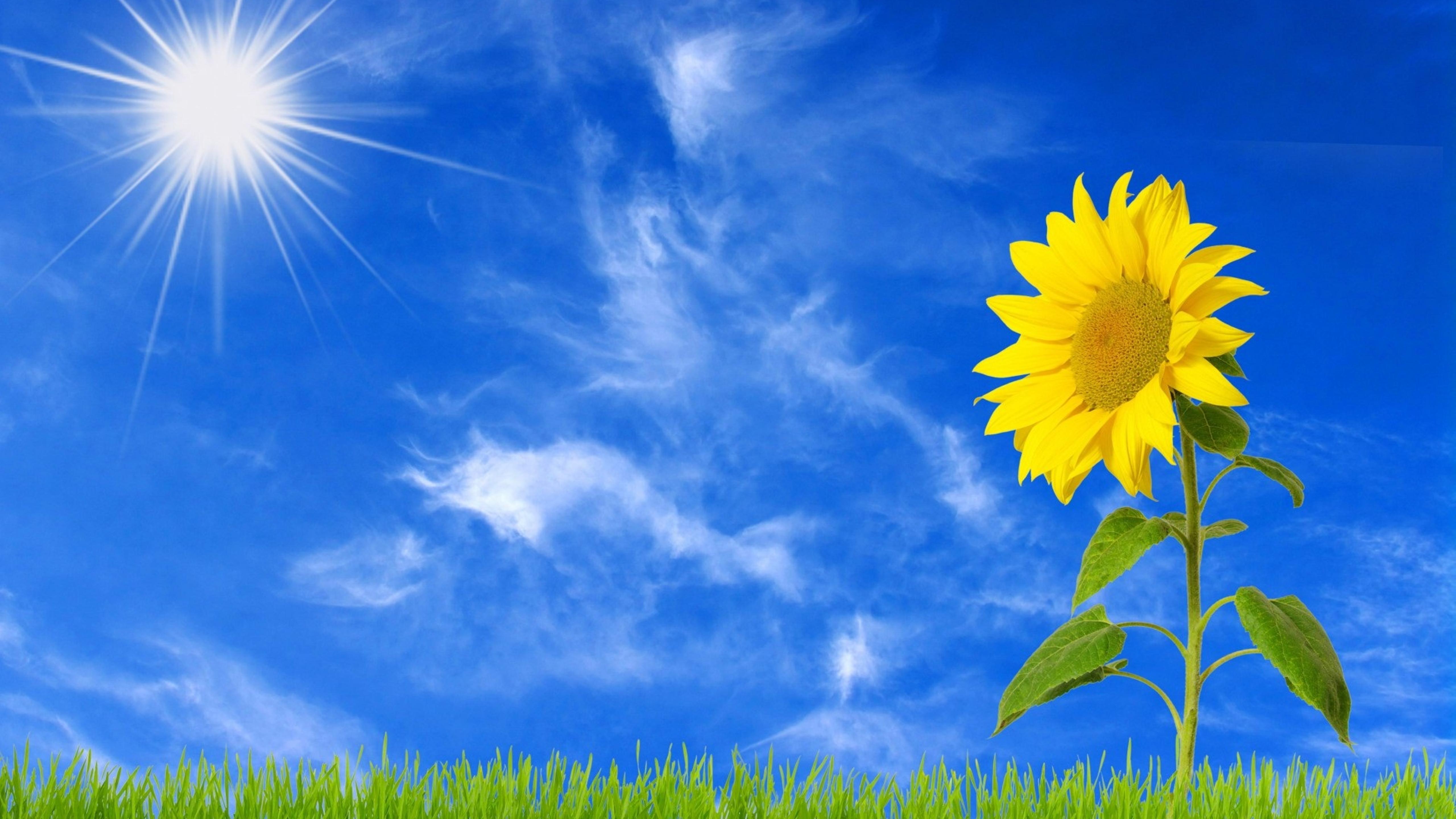 5120x2880 Beautiful sunflower in the sunrise