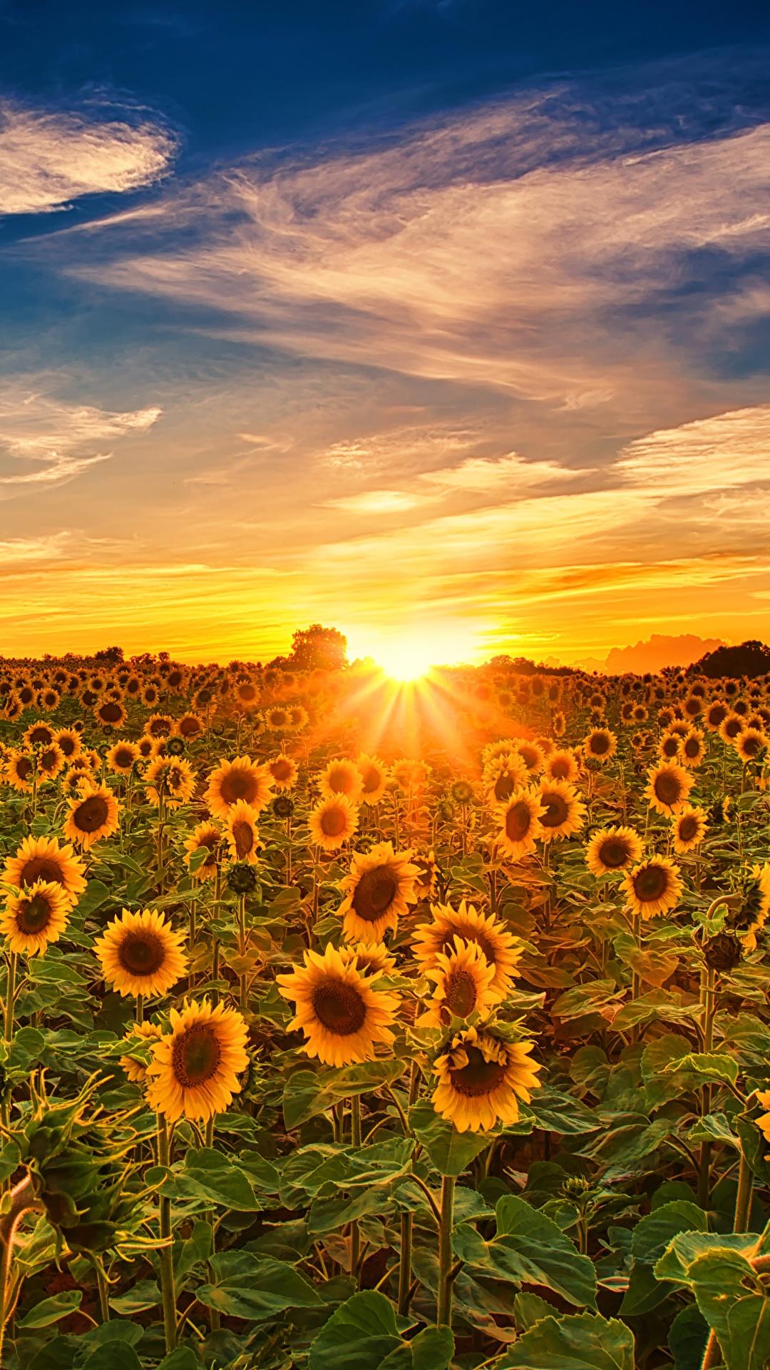 Sunflower Sunrise Wallpapers - Top Free Sunflower Sunrise Backgrounds ...