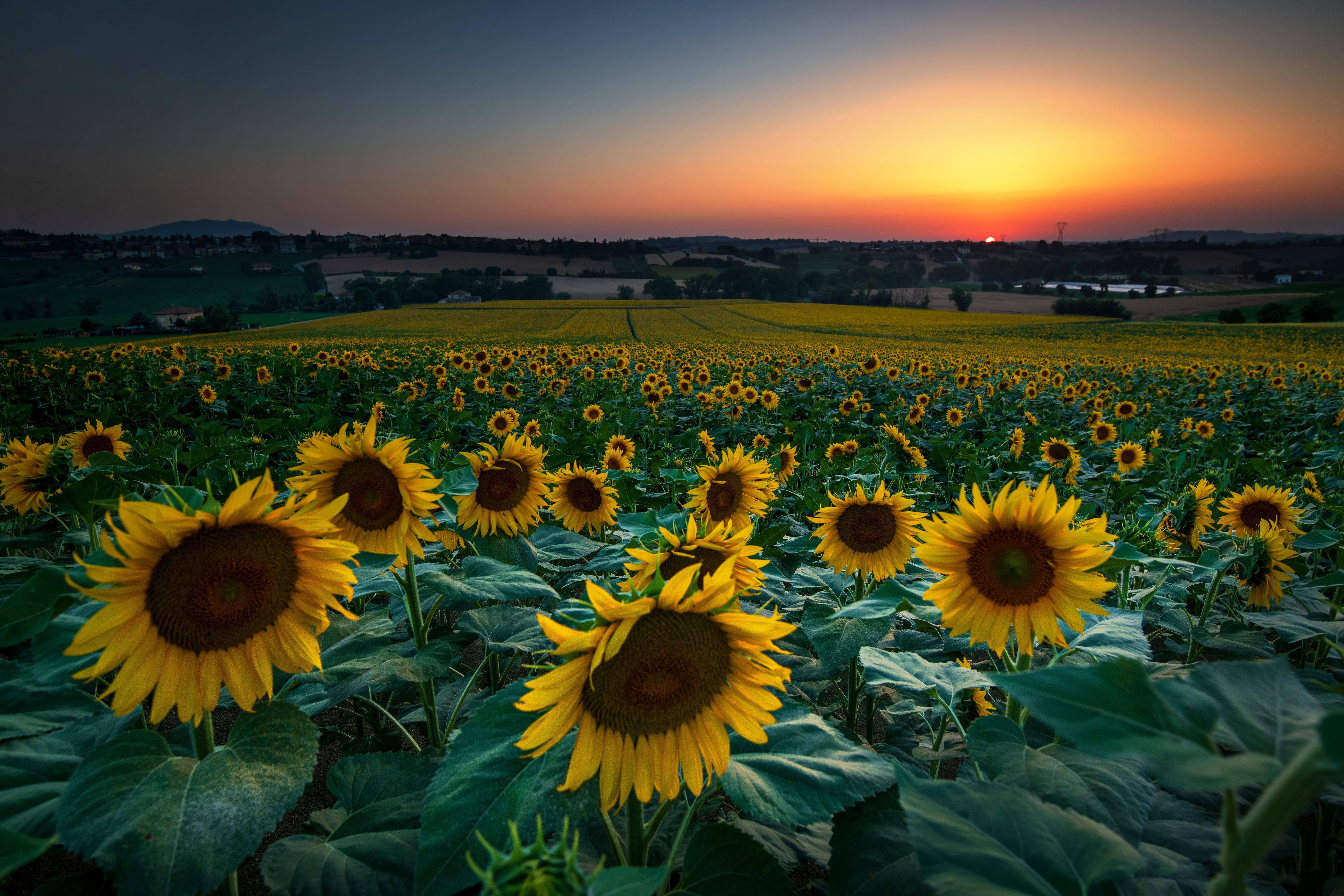 8235x5490 Sunflower Field