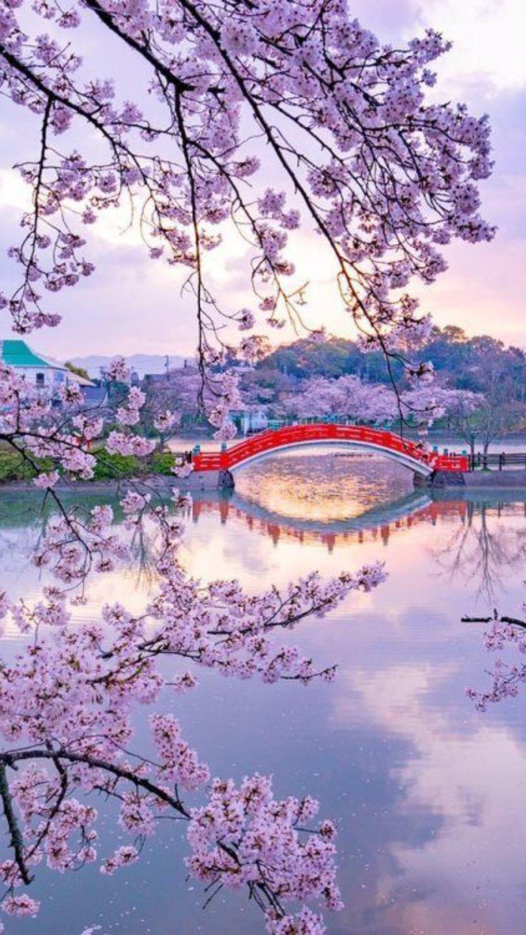 1080x1920 Cherry Blossoms iPhone Wallpaper Cherry Blossoms iPhone Wallpaper