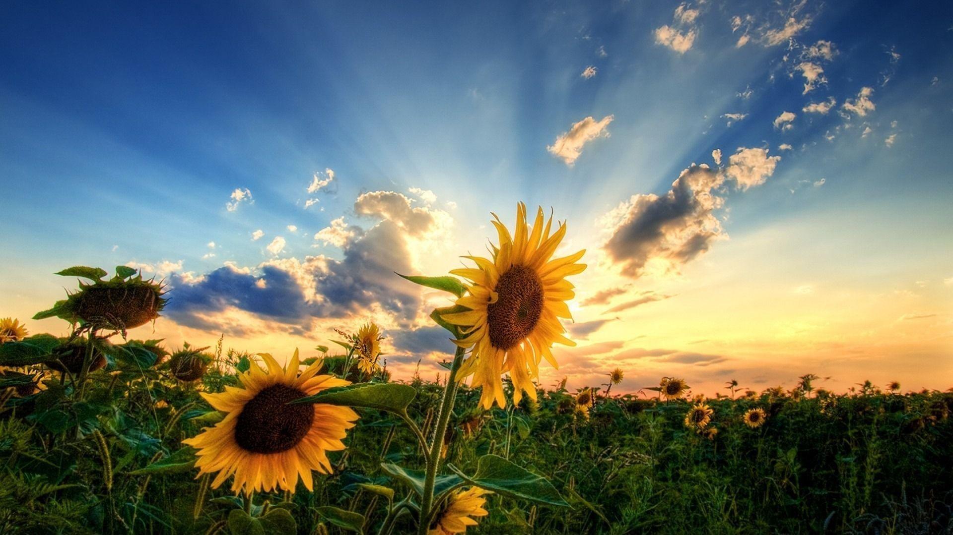 Sunflower Sunrise Wallpapers - Top Free Sunflower Sunrise Backgrounds ...