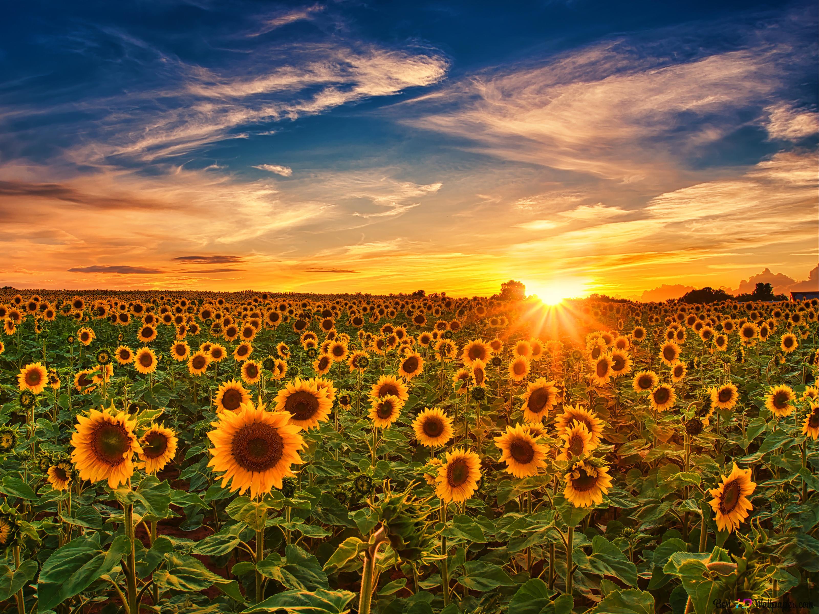 Sunflower Sunrise Wallpapers - Top Free Sunflower Sunrise Backgrounds ...