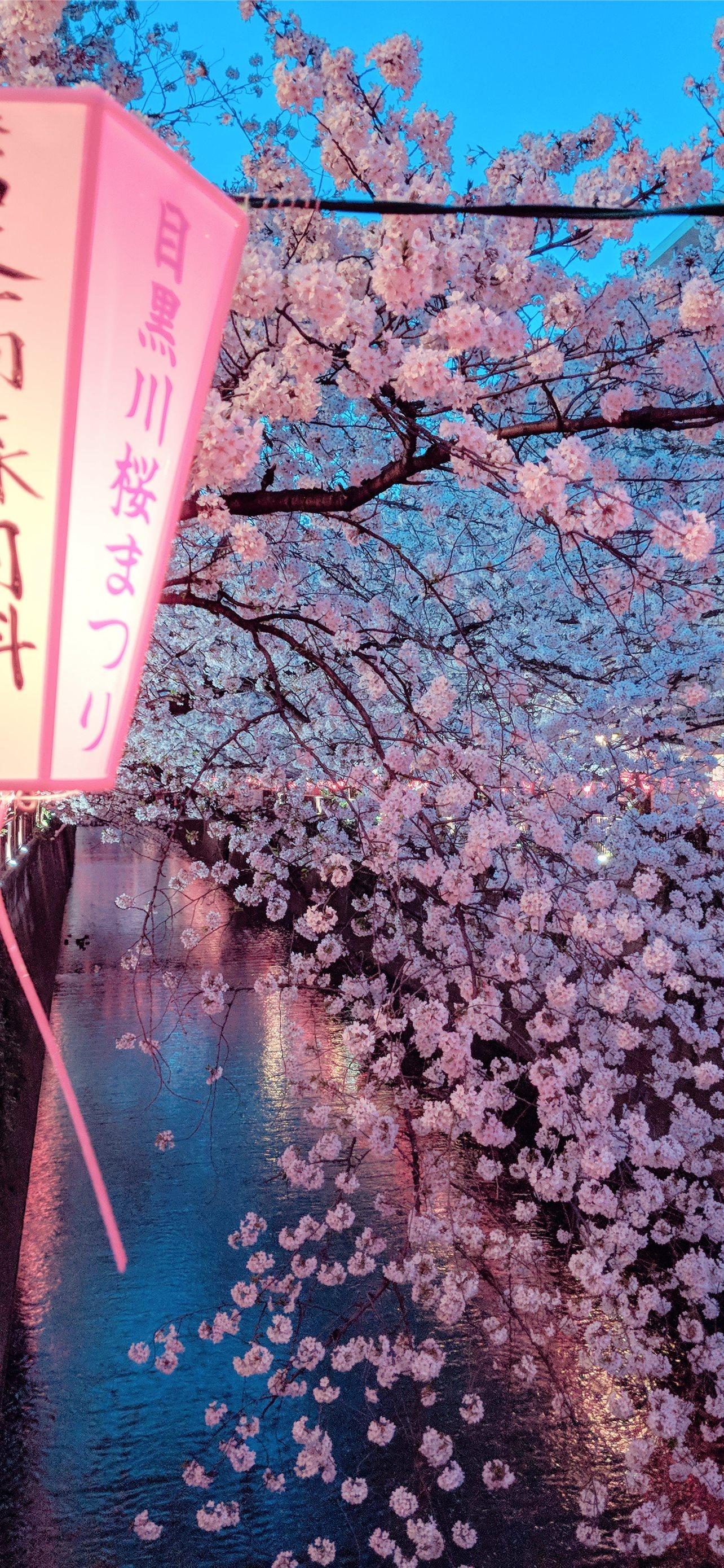 Anime Boy Cherry Blossom Wallpaper iPhone Phone 4K #1390f
