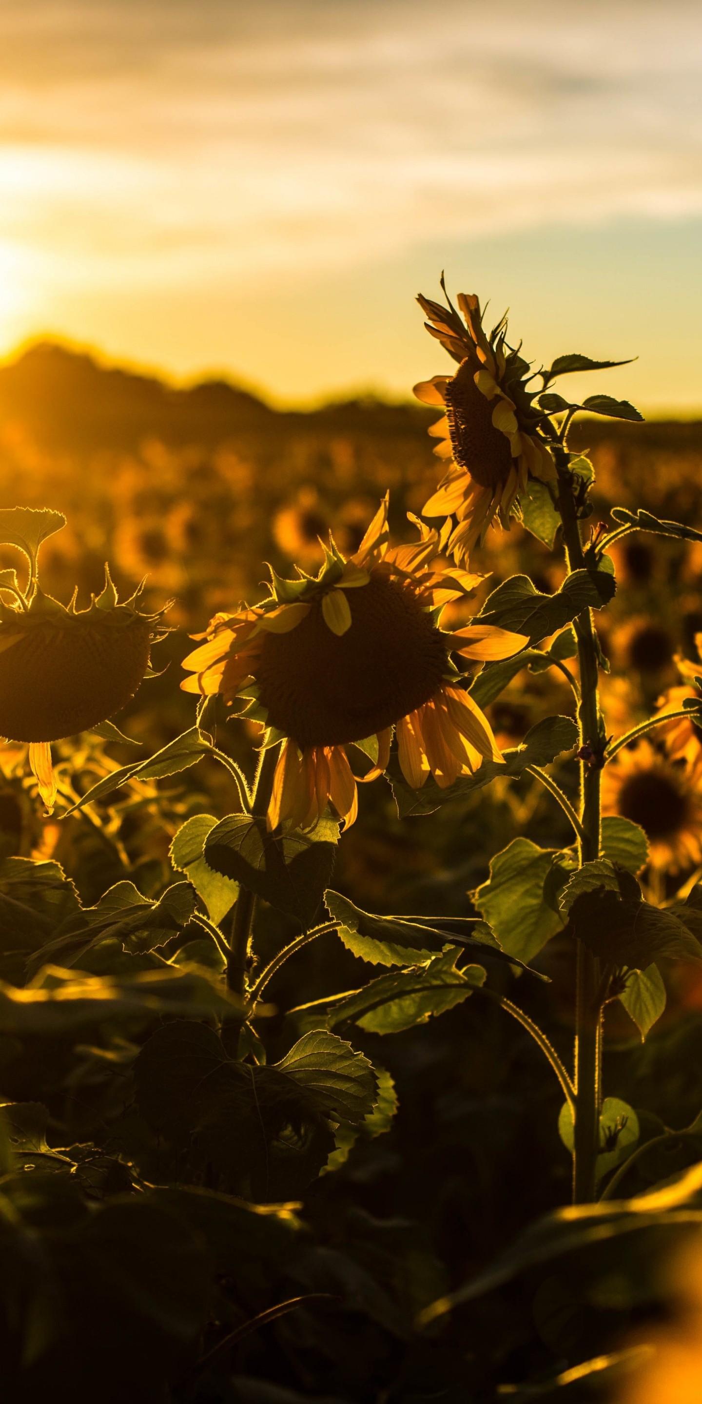 1440x2880 Sunrise Sunset Sunflower Field Flowers - [1440x2880]