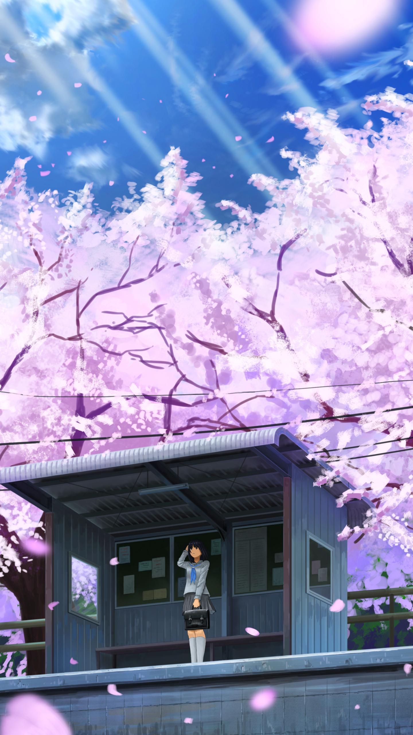 1440x2560 Cherry Blossom Anime Mobile Wallpaper