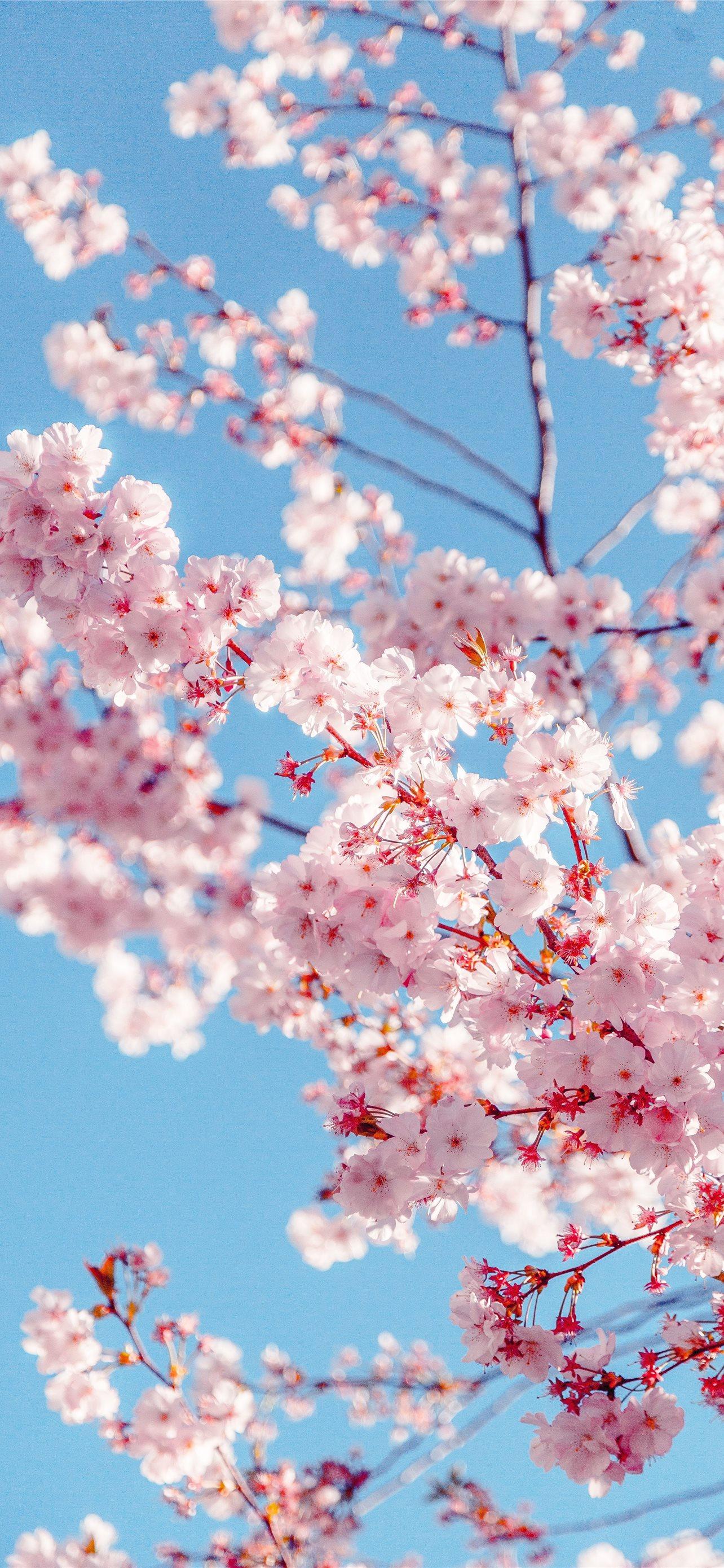 1284x2778 Best Cherry blossoms iPhone HD Wallpaper