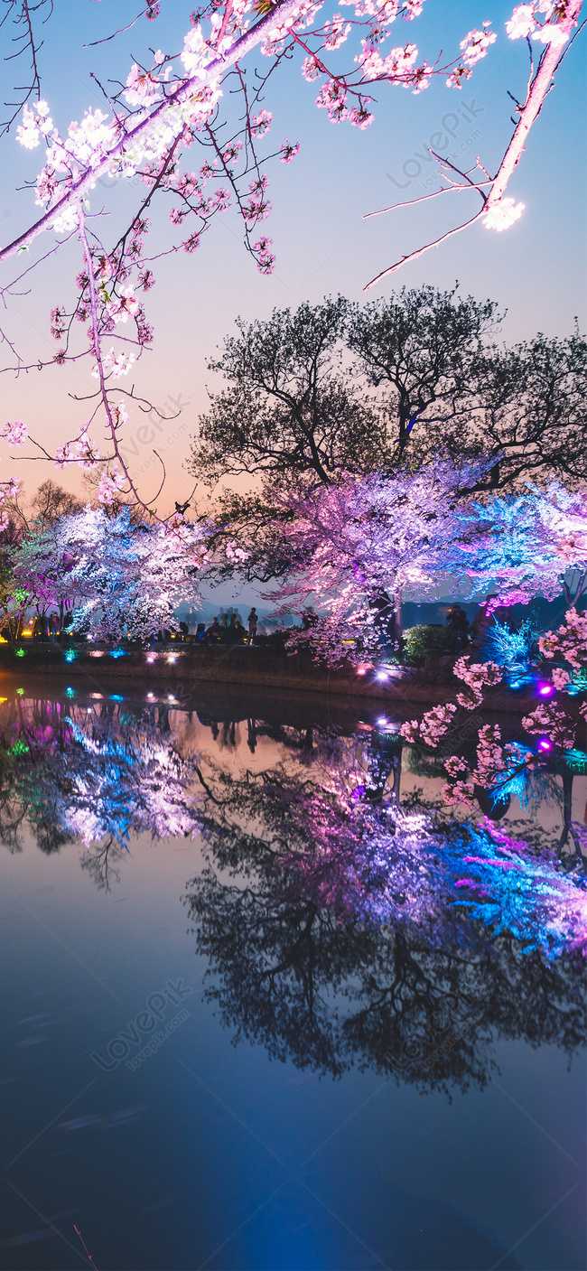 650x1407 Cherry Blossom High Resolution Wallpaper
