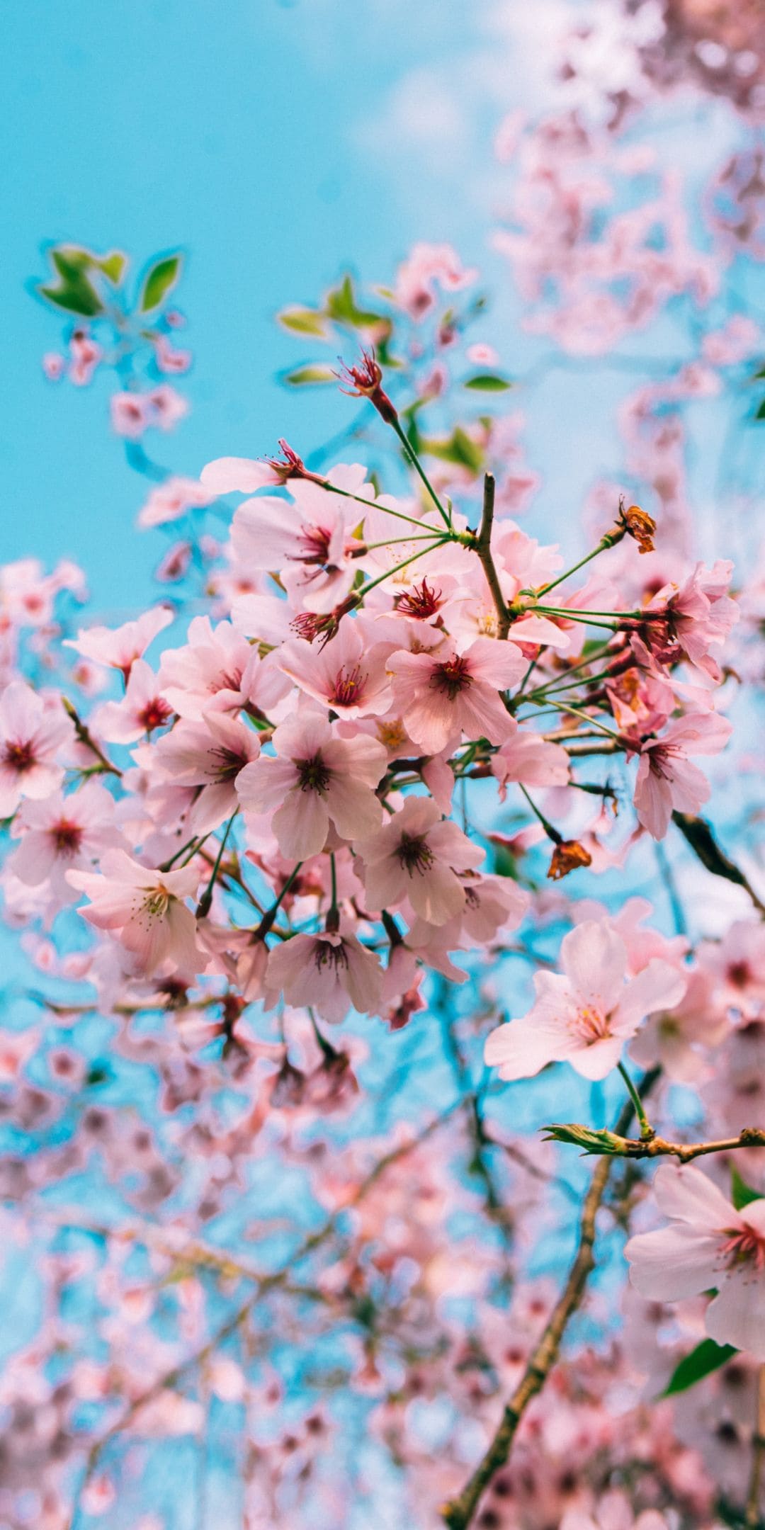 1080x2160 Cherry Blossoms iPhone Wallpaper Cherry Blossoms iPhone Wallpaper