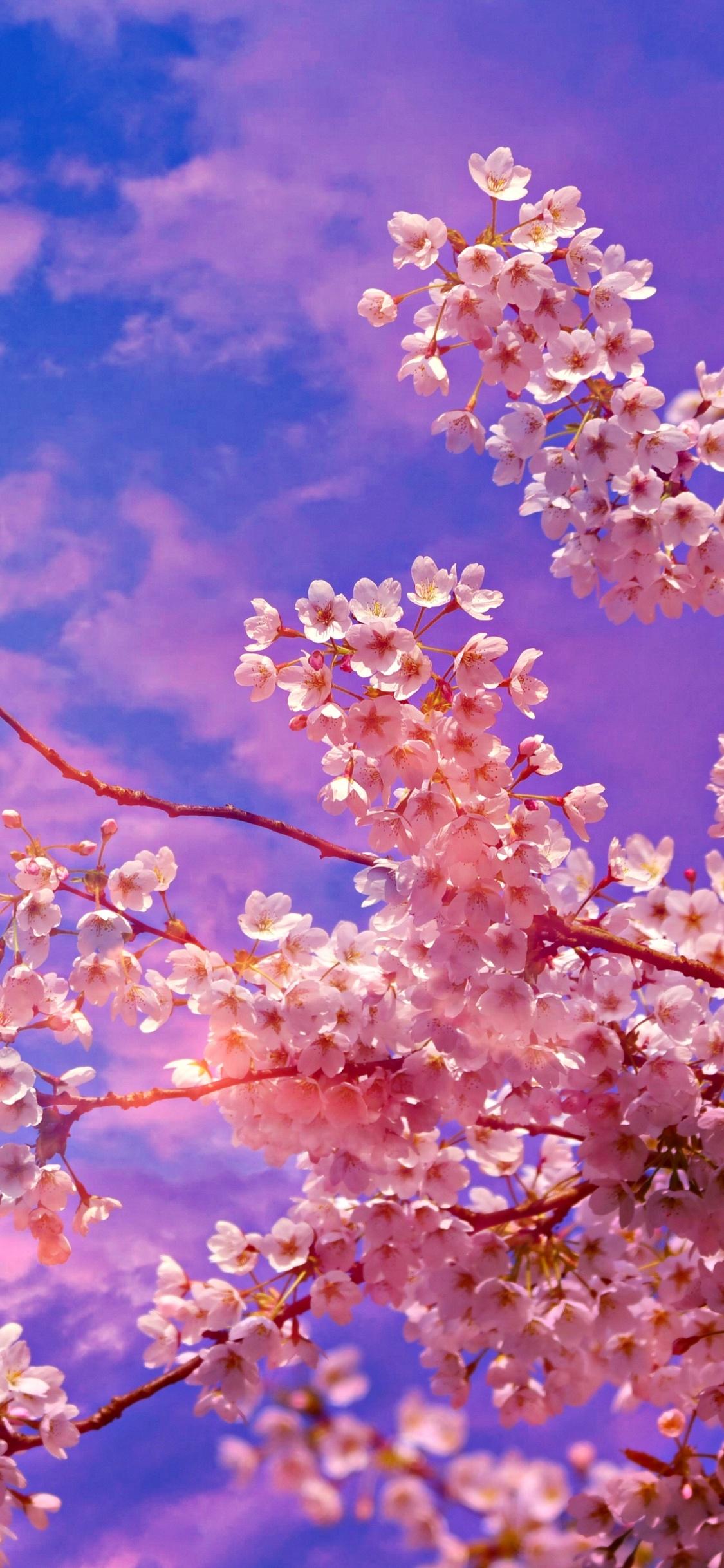 1125x2436 Cherry Blossom iPhone Wallpaper