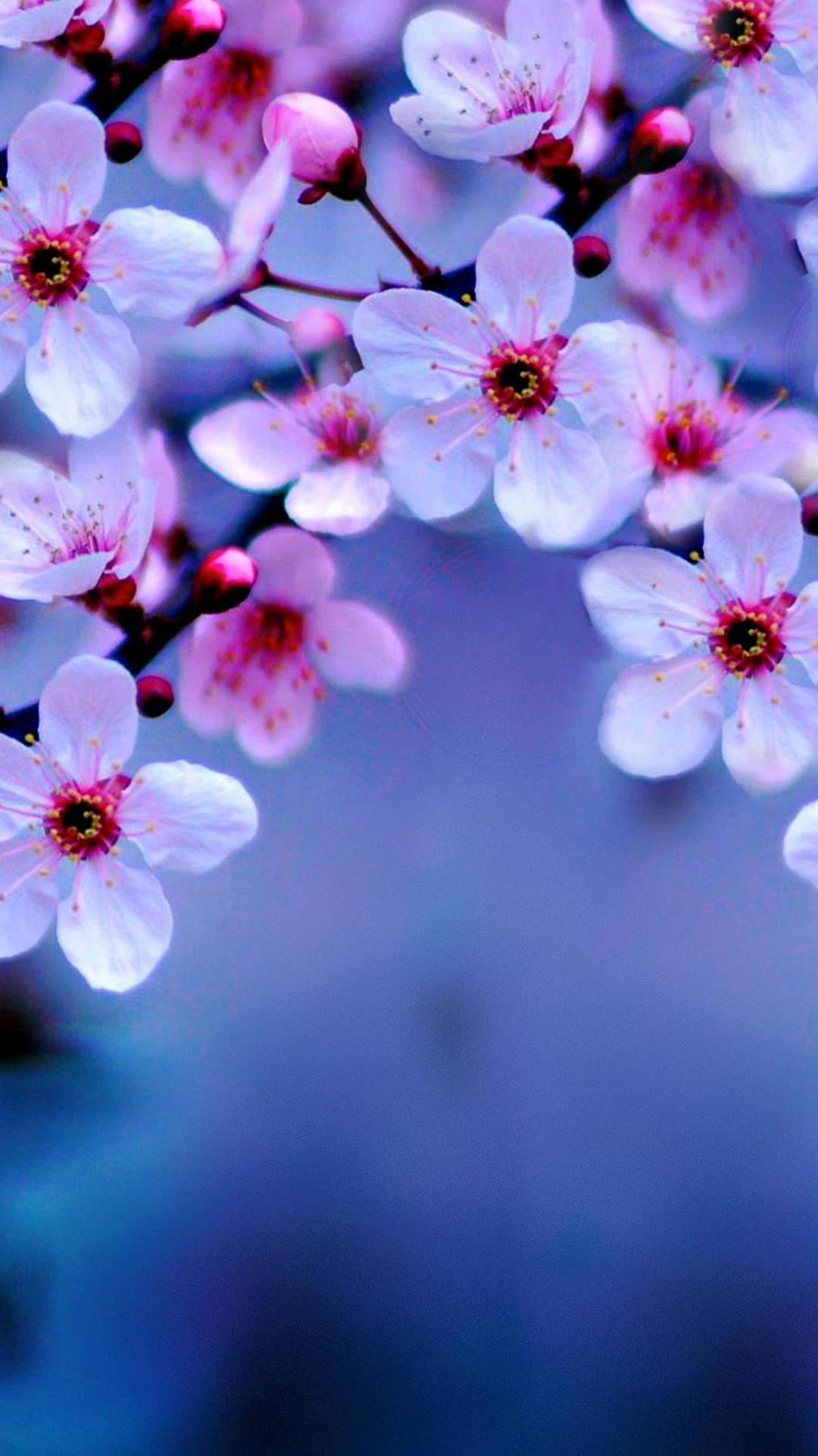 1080x1920 Cherry Blossom