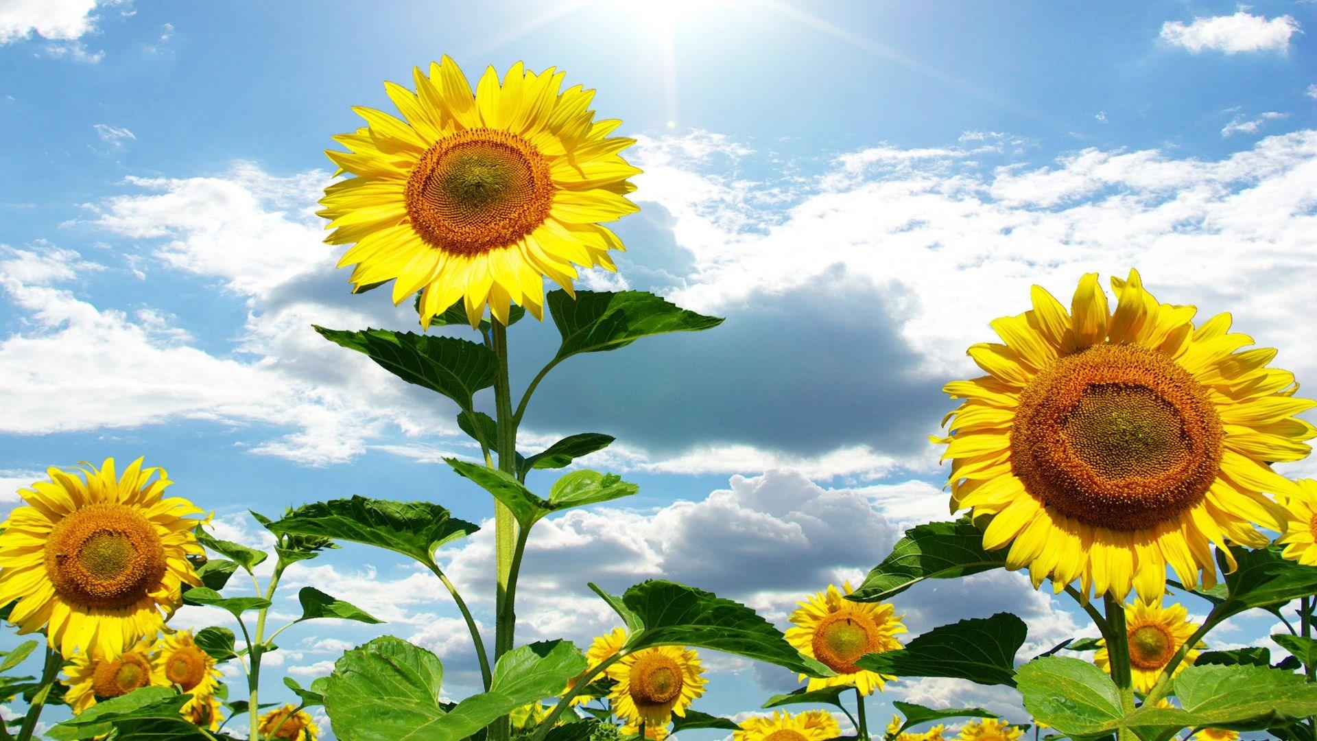1920x1080 1920x1080 sunflower wallpaper free desktop wallpaper JPEG 425 kB Gallery HD Wallpaper