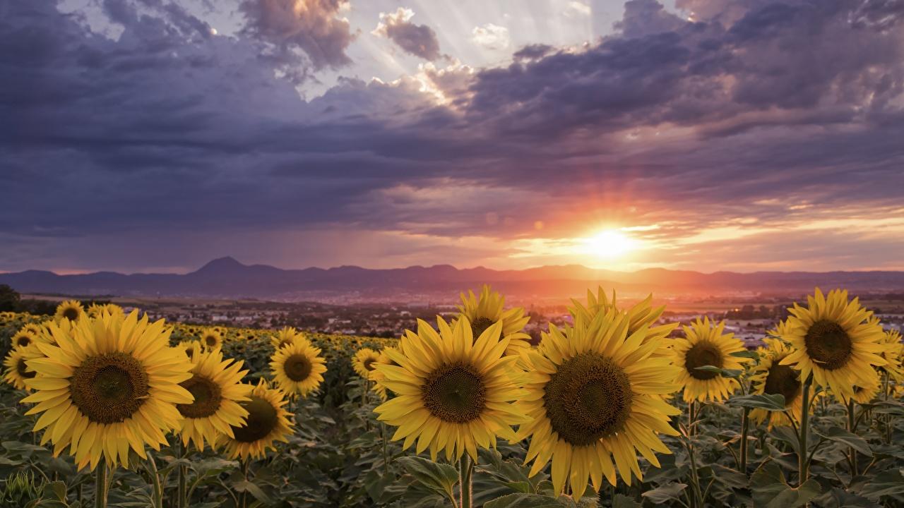 1280x720 Photos Fields Flowers Helianthus Sunrises and sunsets Clouds