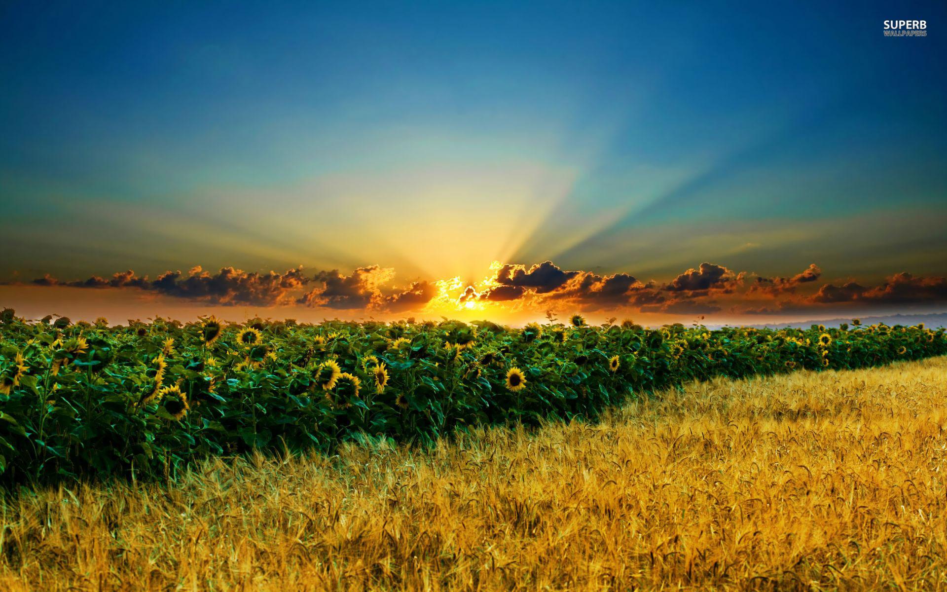 1920x1200 Sunrise Over Sunflower Field wallpaper. Sunrise Over Sunflower Field