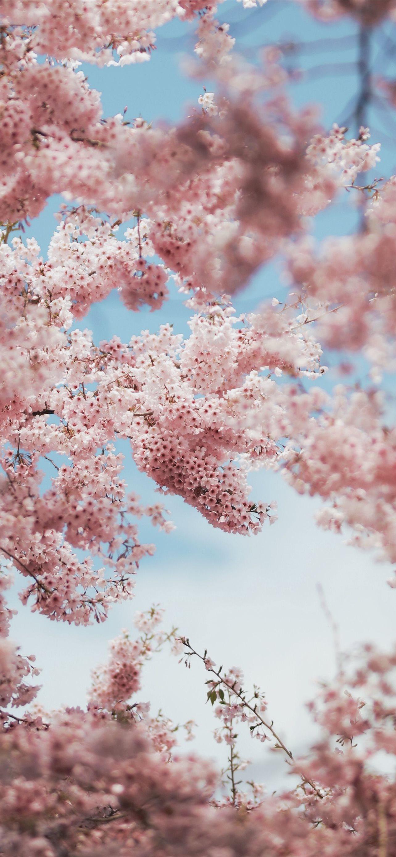 1284x2778 Best Cherry blossoms iPhone HD Wallpaper