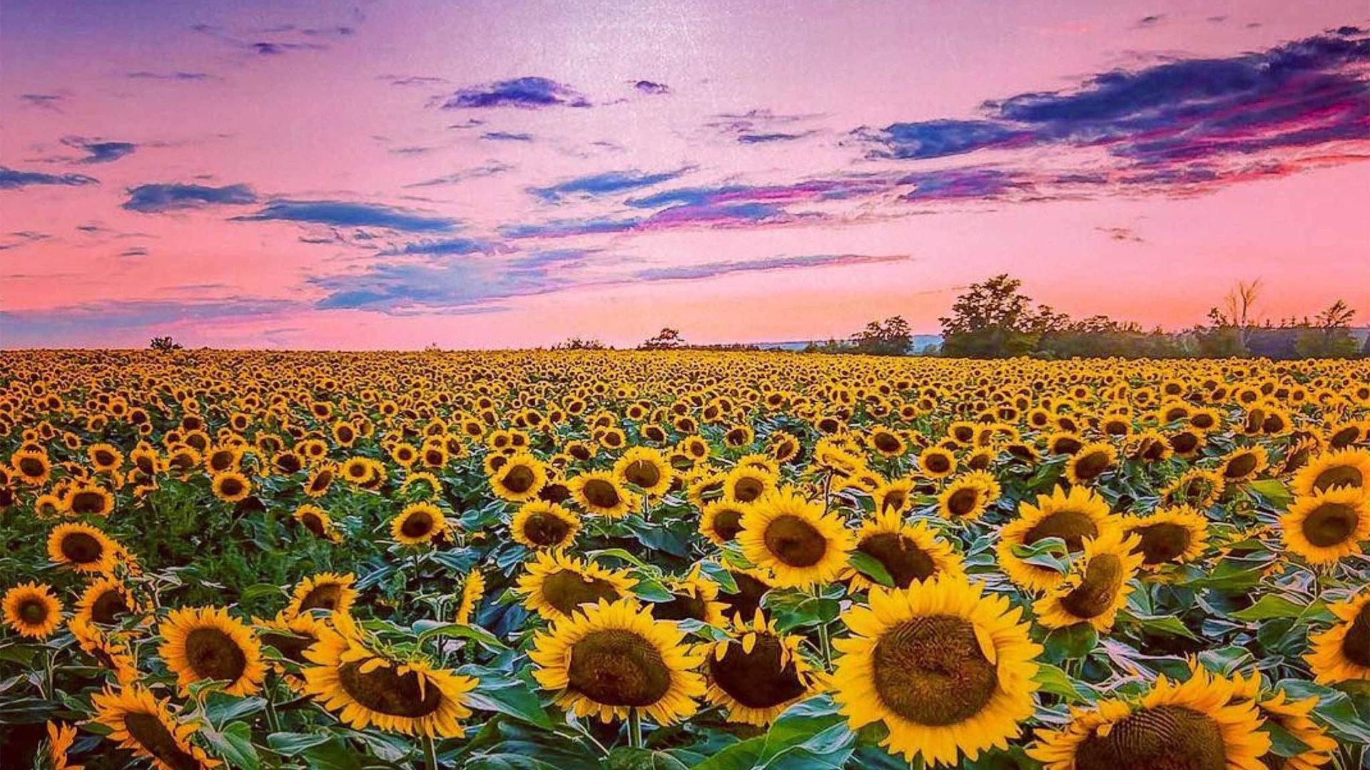 1920x1080 Sunflower Field Photography Sunflower At Sunset Summer