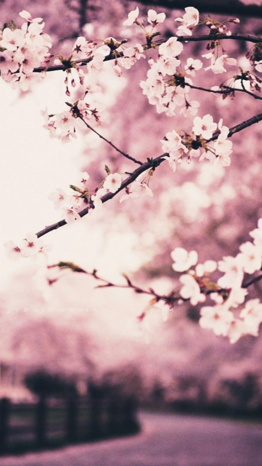 Anime Cherry Blossom iPhone Wallpapers - Top Free Anime Cherry Blossom