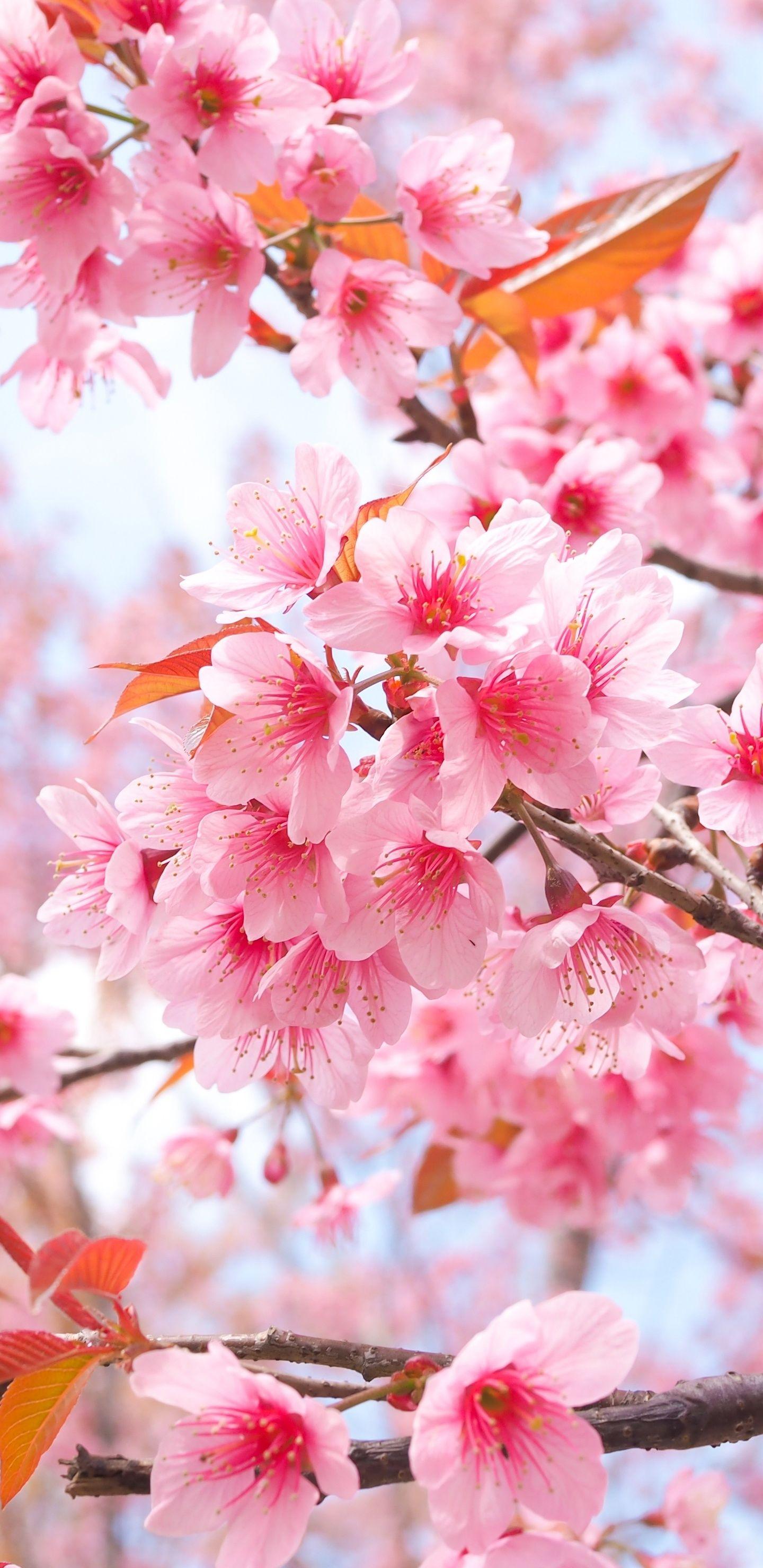 1440x2960 Cherry Blossom Tree Branches 4k In 1440x2960 Resolution. Cherry blossom wallpaper, Cherry blossom wallpaper iphone, Cherry blossom picture
