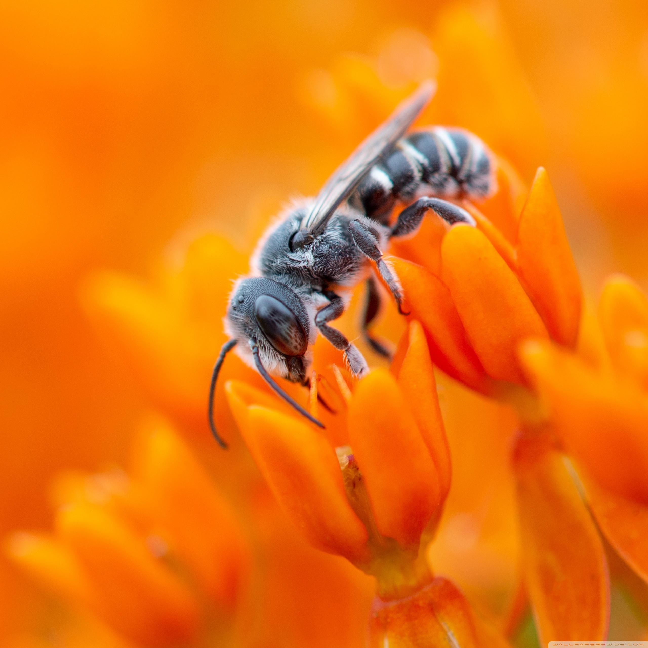 2560x2560 Bee, Orange Flowers, Macro Ultra HD Desktop Background Wallpaper for 4K UHD TV : Widescreen & UltraWide Desktop & Laptop : Multi Display, Dual Monitor : Tablet