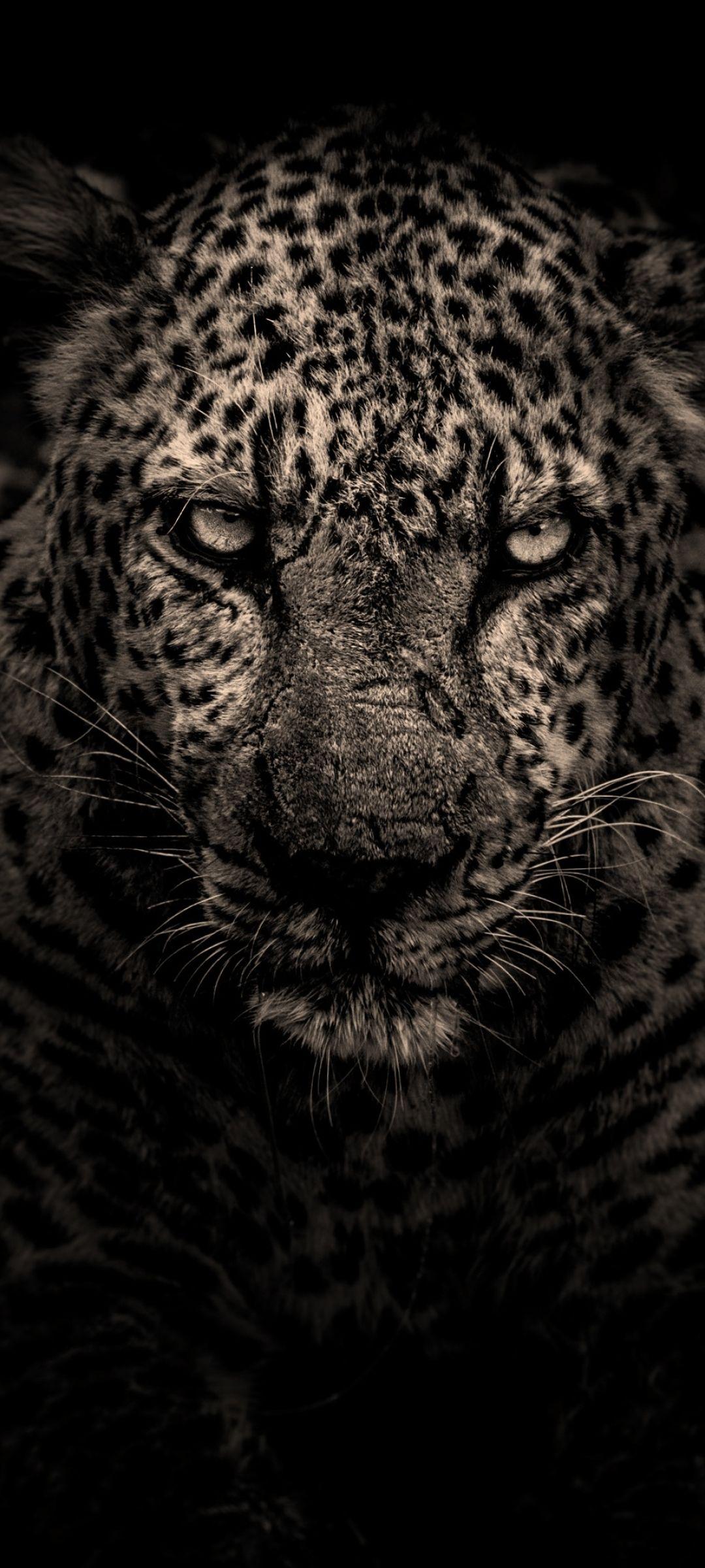 1080x2400 Leopard 1080x2400 Resolution Wallpaper, HD Animals 4K Wallpaper, Image, Photo and Background Den. Leopard wallpaper, Photography wallpaper, iPhone wallpaper hipster