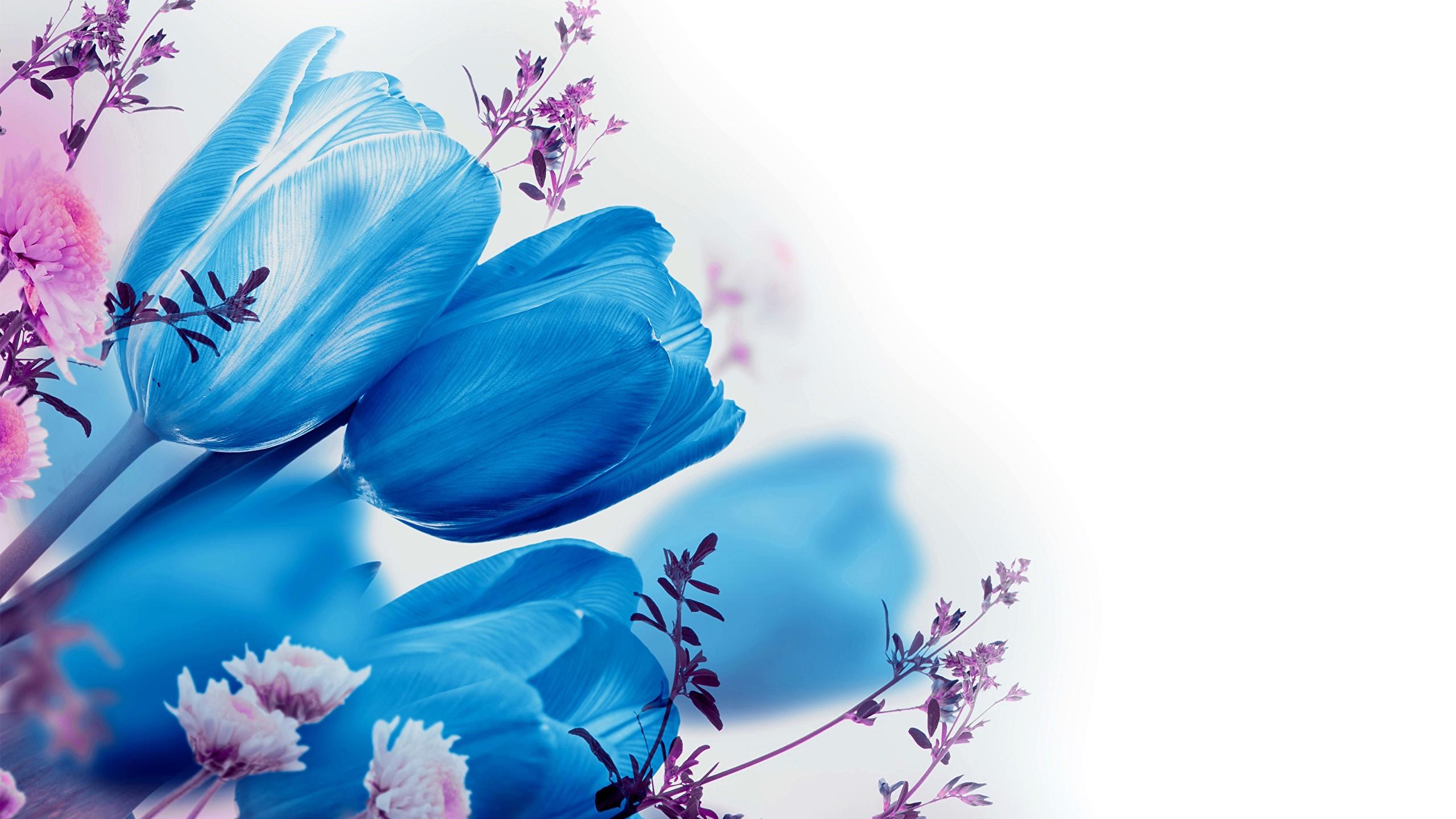 Blue Tulips Wallpapers - Top Free Blue Tulips Backgrounds - WallpaperAccess