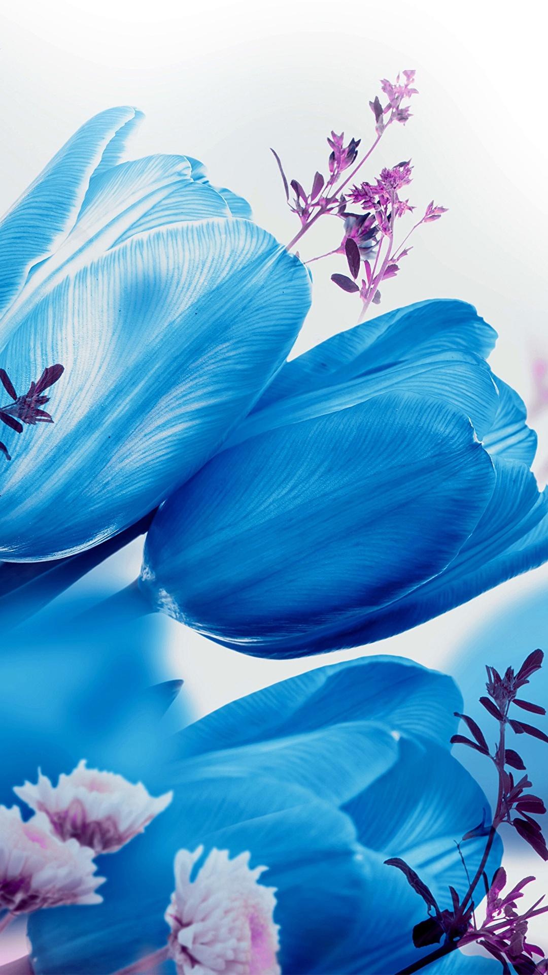 Blue Tulips Wallpapers - Top Free Blue Tulips Backgrounds - WallpaperAccess