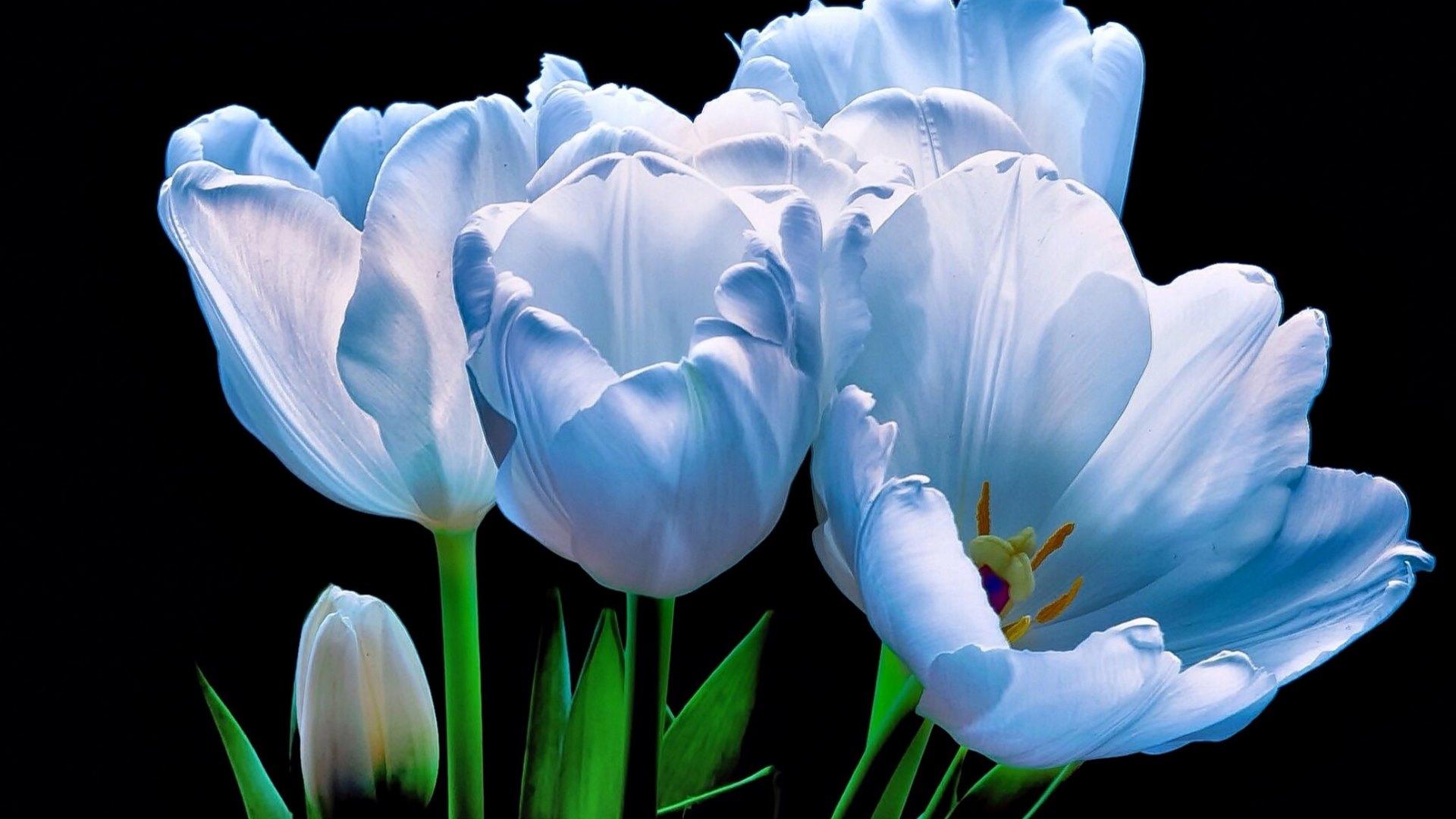 Blue Tulips Wallpapers - Top Free Blue Tulips Backgrounds - WallpaperAccess