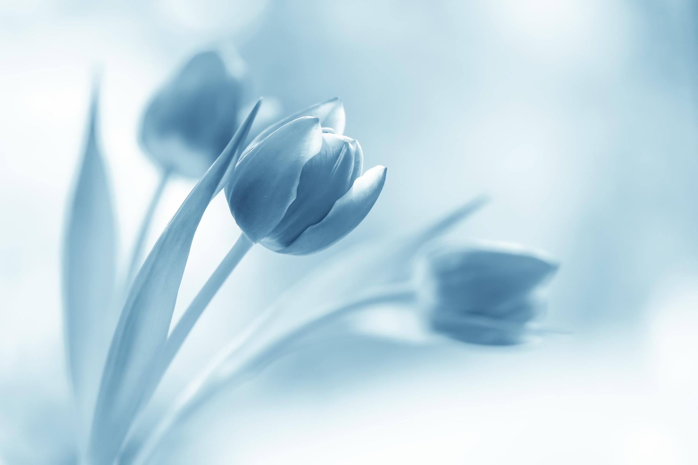 Blue Tulips Wallpapers - Top Free Blue Tulips Backgrounds - WallpaperAccess