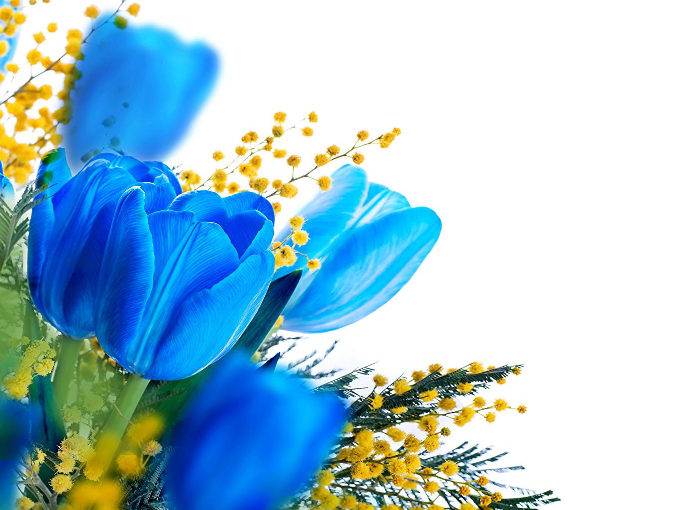 Blue Tulips Wallpapers - Top Free Blue Tulips Backgrounds - WallpaperAccess